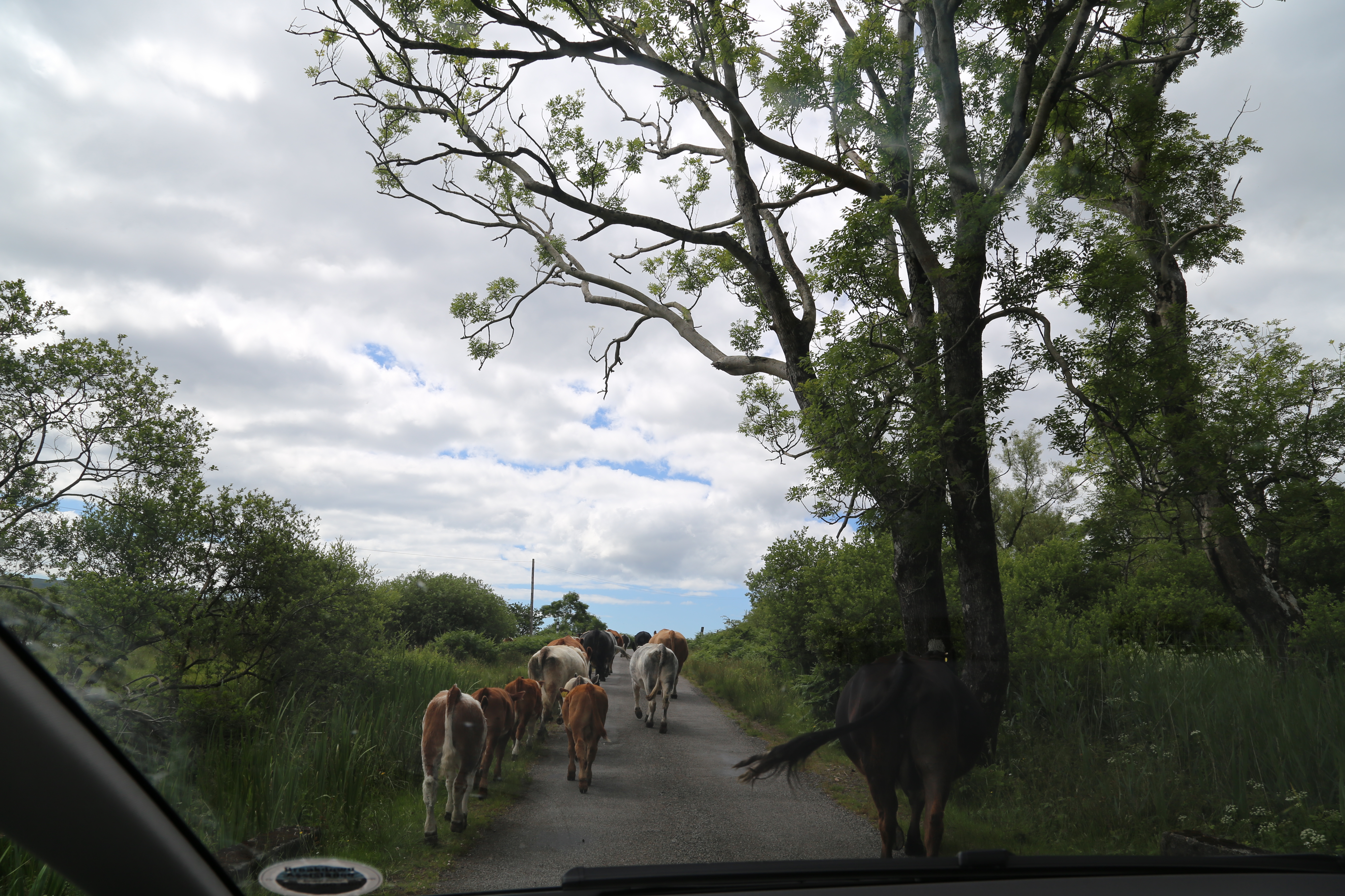 2014 Europe Trip Day 26 - Scotland (Ardachy House Yurt, Heilan' Coo, Fionnphort-Iona Ferry, Iona Nunnery, Iona Abbey (Britain Christianity Birthplace), Scottish Heather, Tobermory-Kilchoan Ferry, Castle Tioram, Glenfinnan Monument, Biting Midges!)