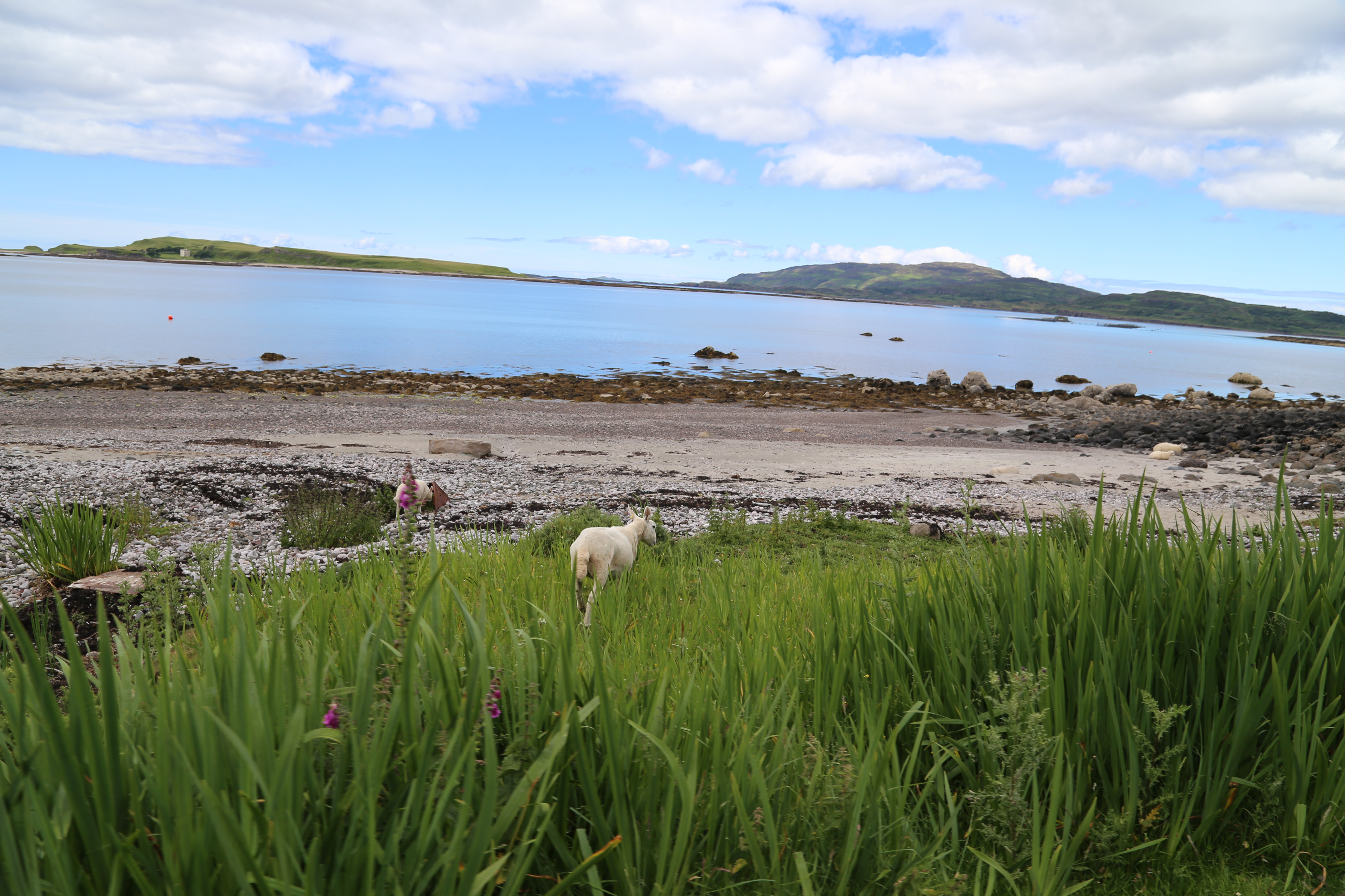 2014 Europe Trip Day 26 - Scotland (Ardachy House Yurt, Heilan' Coo, Fionnphort-Iona Ferry, Iona Nunnery, Iona Abbey (Britain Christianity Birthplace), Scottish Heather, Tobermory-Kilchoan Ferry, Castle Tioram, Glenfinnan Monument, Biting Midges!)