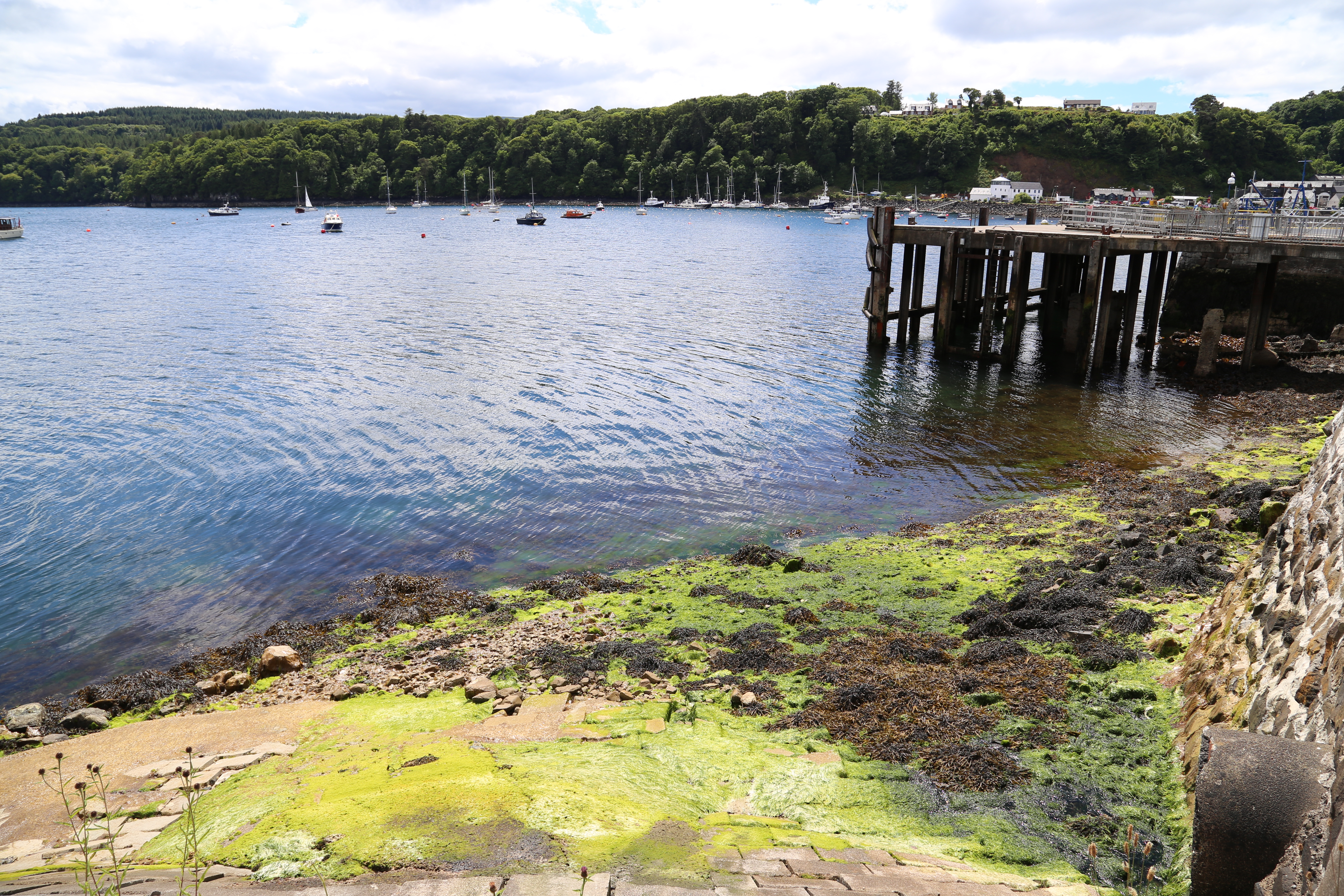 2014 Europe Trip Day 26 - Scotland (Ardachy House Yurt, Heilan' Coo, Fionnphort-Iona Ferry, Iona Nunnery, Iona Abbey (Britain Christianity Birthplace), Scottish Heather, Tobermory-Kilchoan Ferry, Castle Tioram, Glenfinnan Monument, Biting Midges!)