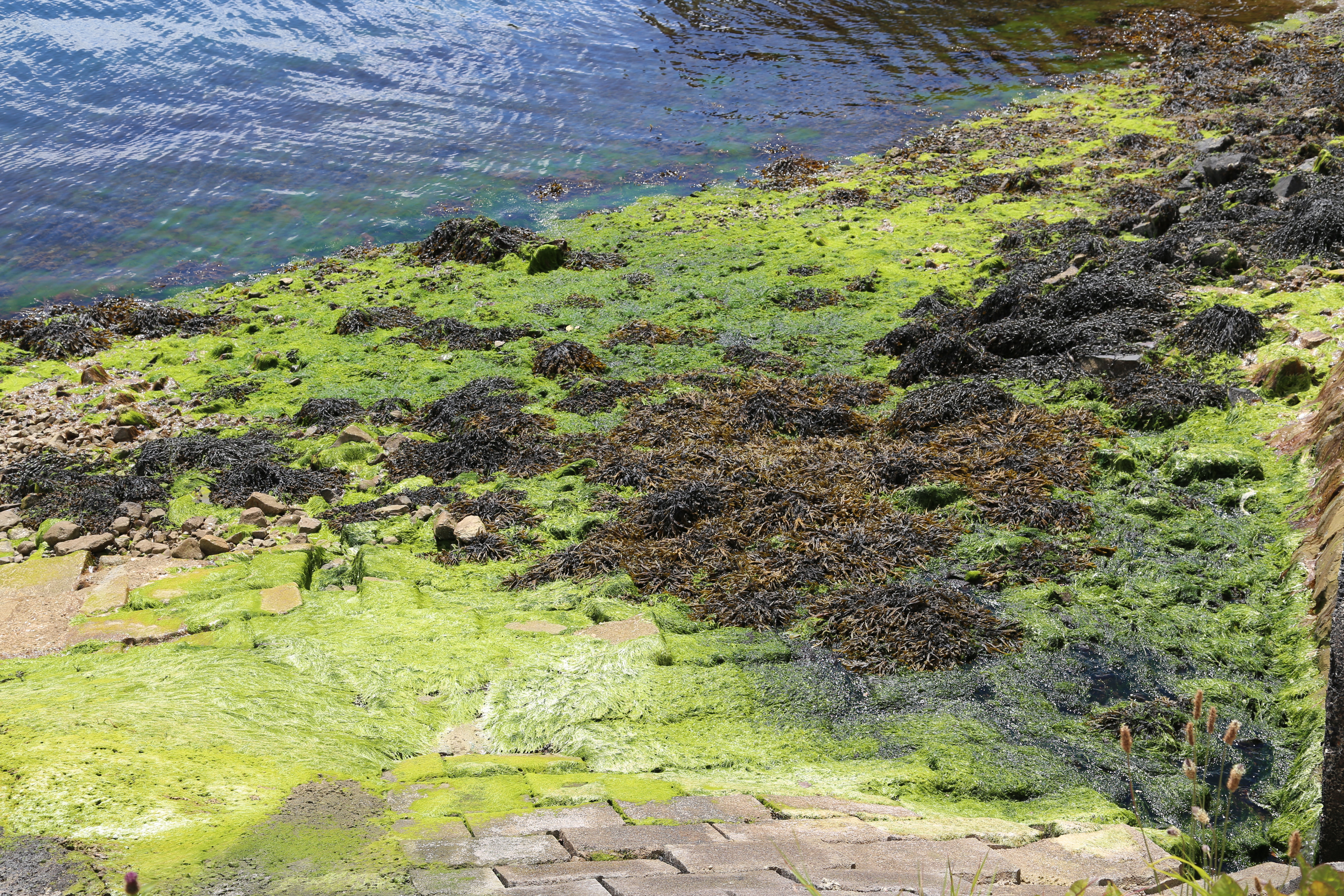 2014 Europe Trip Day 26 - Scotland (Ardachy House Yurt, Heilan' Coo, Fionnphort-Iona Ferry, Iona Nunnery, Iona Abbey (Britain Christianity Birthplace), Scottish Heather, Tobermory-Kilchoan Ferry, Castle Tioram, Glenfinnan Monument, Biting Midges!)