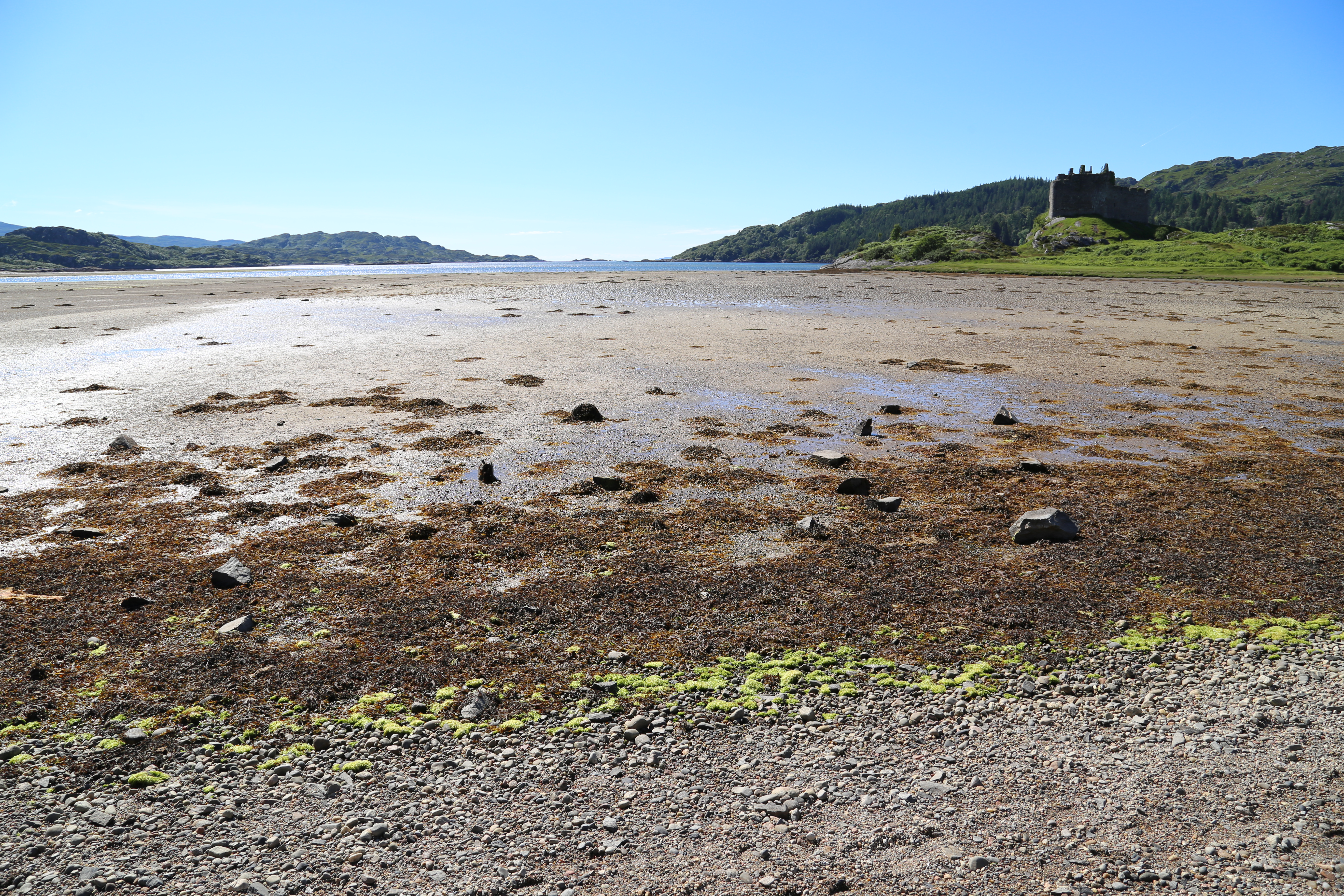 2014 Europe Trip Day 26 - Scotland (Ardachy House Yurt, Heilan' Coo, Fionnphort-Iona Ferry, Iona Nunnery, Iona Abbey (Britain Christianity Birthplace), Scottish Heather, Tobermory-Kilchoan Ferry, Castle Tioram, Glenfinnan Monument, Biting Midges!)