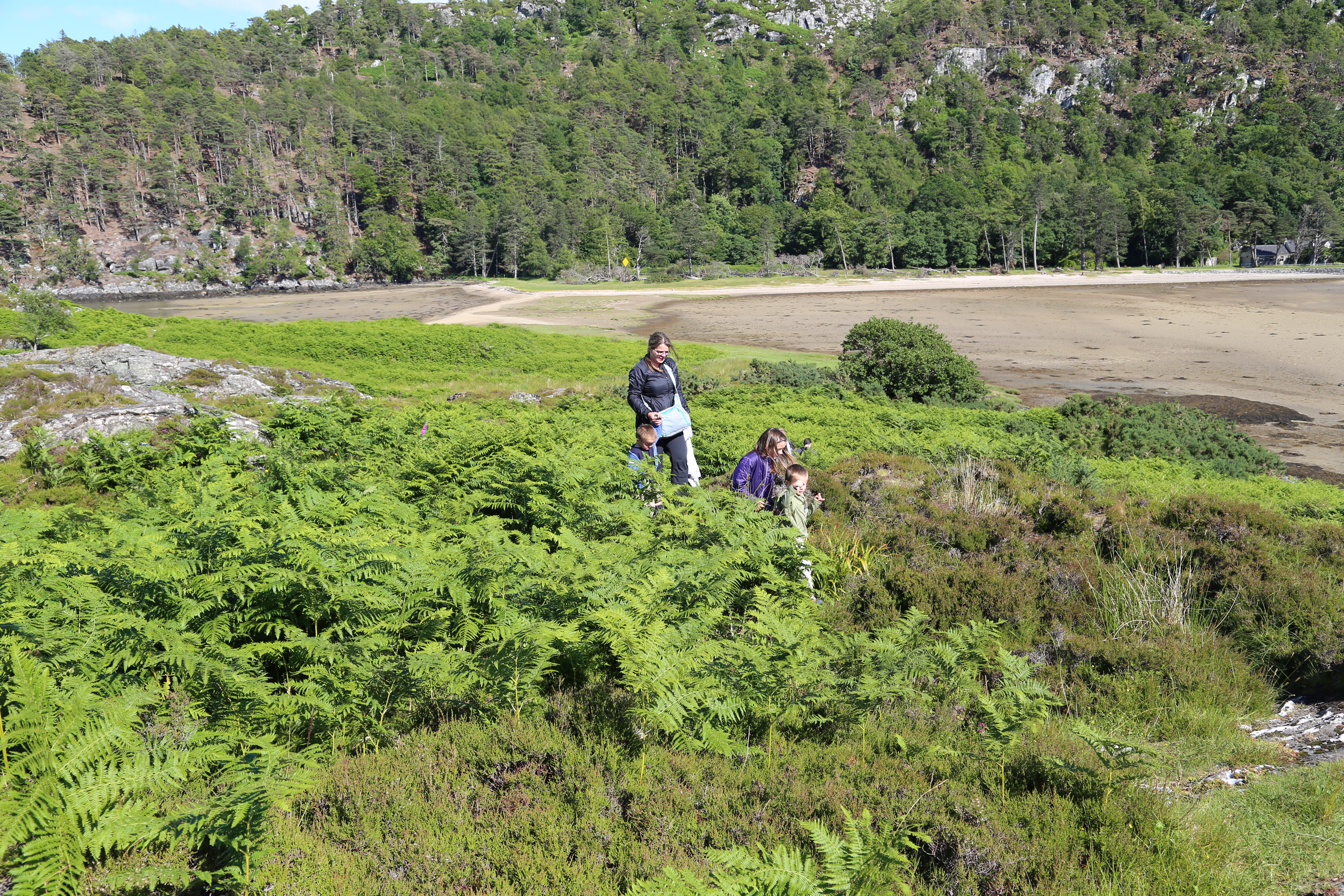 2014 Europe Trip Day 26 - Scotland (Ardachy House Yurt, Heilan' Coo, Fionnphort-Iona Ferry, Iona Nunnery, Iona Abbey (Britain Christianity Birthplace), Scottish Heather, Tobermory-Kilchoan Ferry, Castle Tioram, Glenfinnan Monument, Biting Midges!)