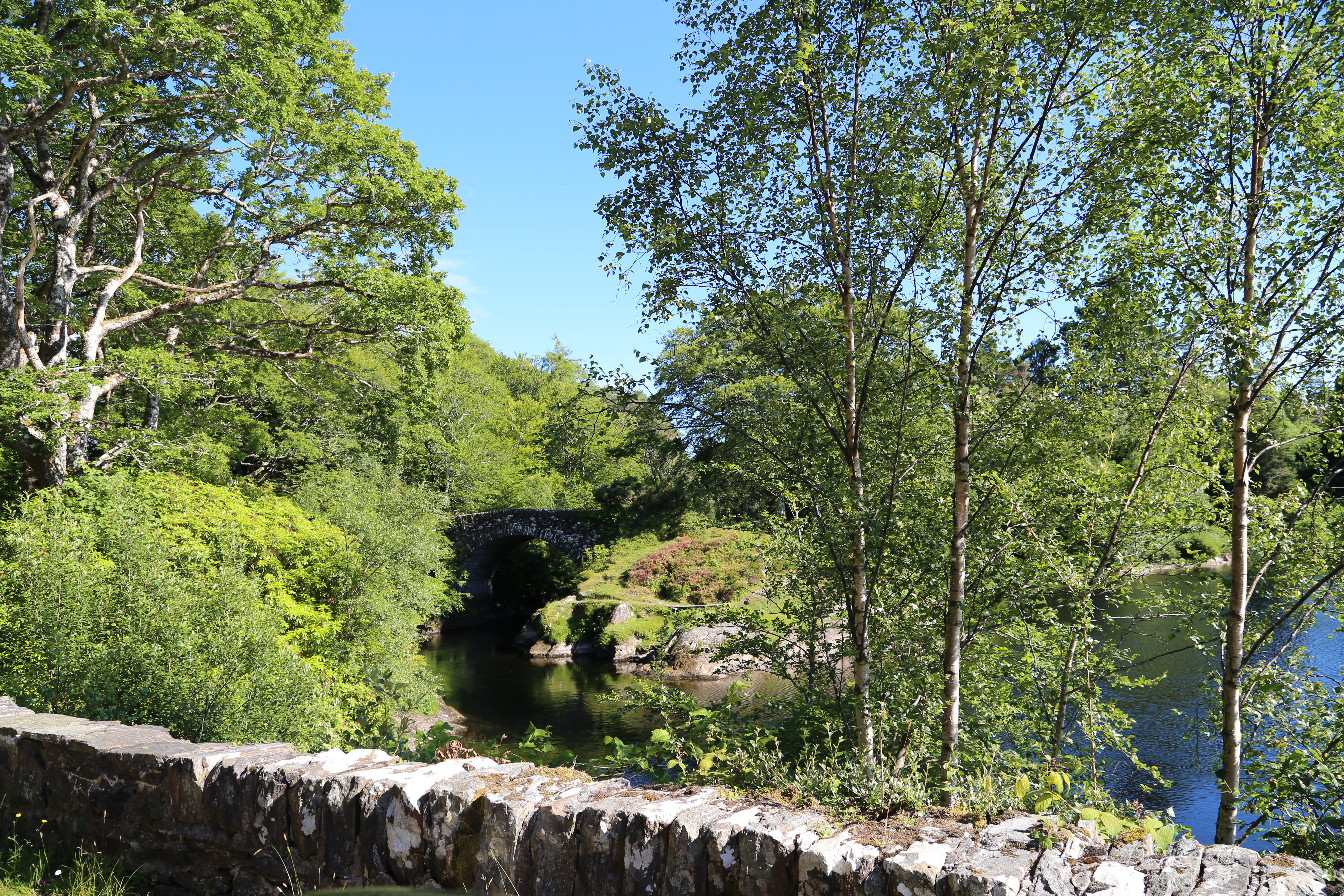 2014 Europe Trip Day 26 - Scotland (Ardachy House Yurt, Heilan' Coo, Fionnphort-Iona Ferry, Iona Nunnery, Iona Abbey (Britain Christianity Birthplace), Scottish Heather, Tobermory-Kilchoan Ferry, Castle Tioram, Glenfinnan Monument, Biting Midges!)