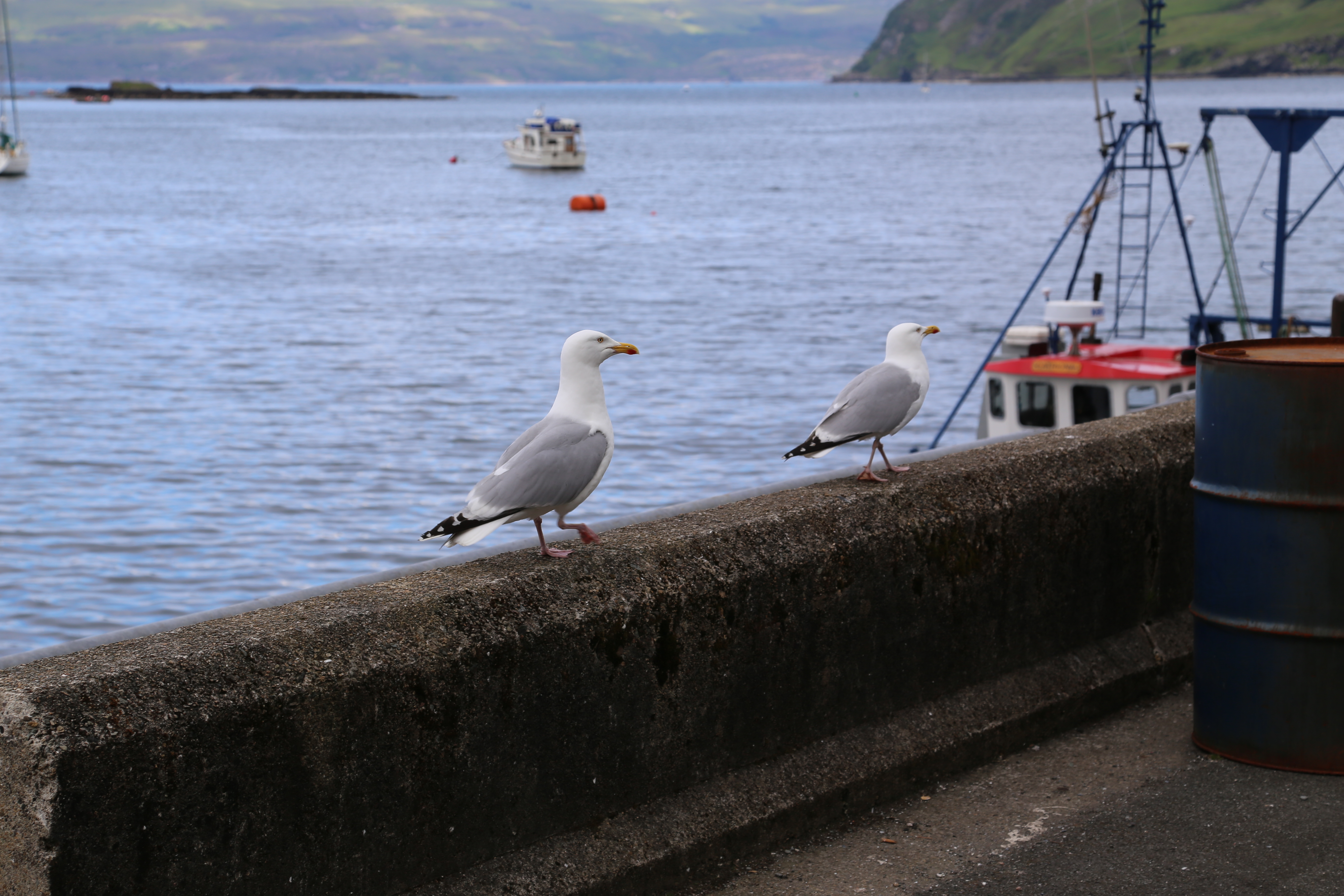 2014 Europe Trip Day 27 - Scotland (Muesli, Hogwarts Express Train (Jacobite Steam Train, Glenfinnan Viaduct), Fort William, Ben Nevis, Highland Bagpiper, Eilean Donan Castle, Isle of Skye, Portree, Old Man of Storr, Kilt Rock, Uig, Quiraing, Peat Fields)