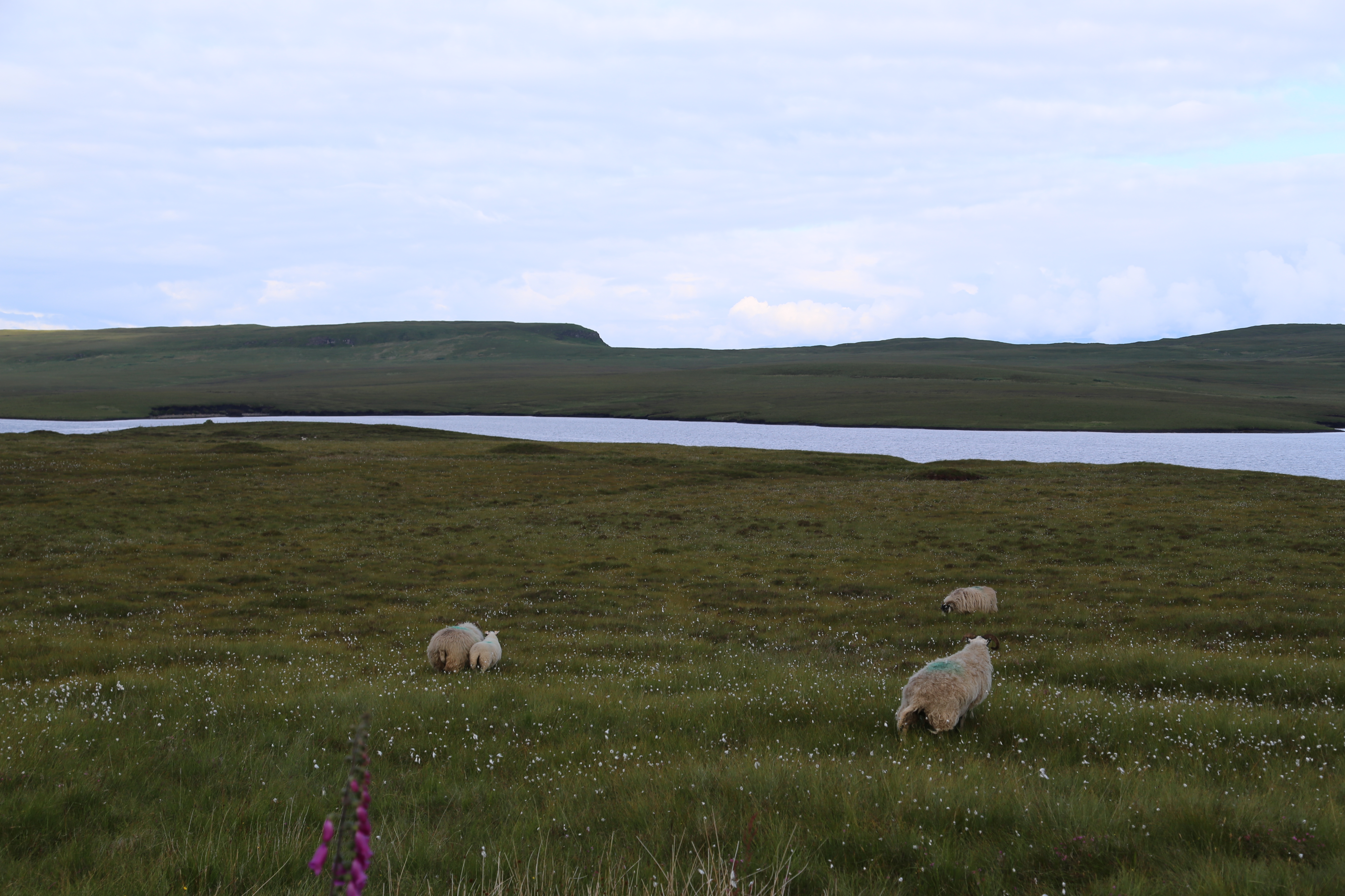 2014 Europe Trip Day 27 - Scotland (Muesli, Hogwarts Express Train (Jacobite Steam Train, Glenfinnan Viaduct), Fort William, Ben Nevis, Highland Bagpiper, Eilean Donan Castle, Isle of Skye, Portree, Old Man of Storr, Kilt Rock, Uig, Quiraing, Peat Fields)