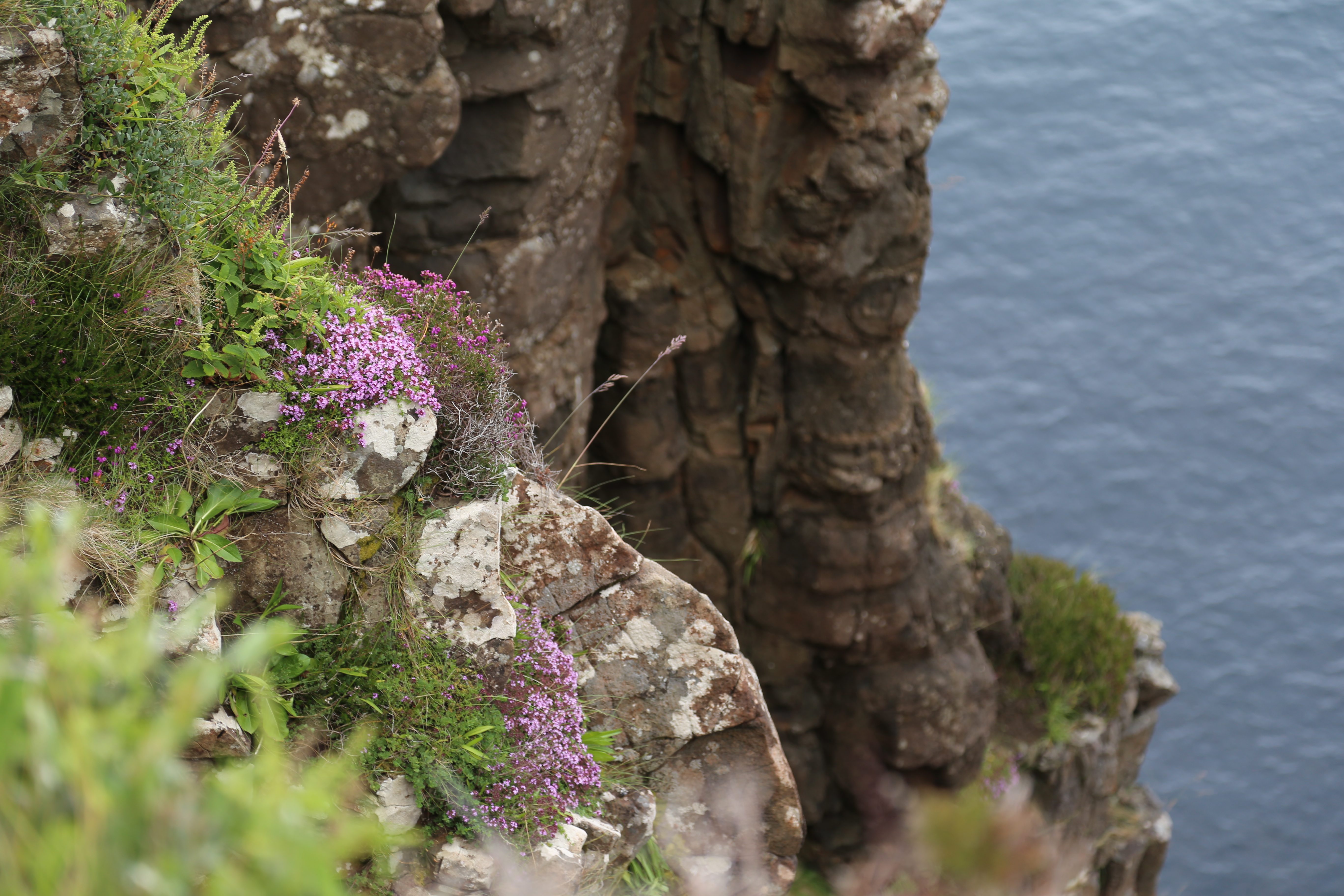 2014 Europe Trip Day 27 - Scotland (Muesli, Hogwarts Express Train (Jacobite Steam Train, Glenfinnan Viaduct), Fort William, Ben Nevis, Highland Bagpiper, Eilean Donan Castle, Isle of Skye, Portree, Old Man of Storr, Kilt Rock, Uig, Quiraing, Peat Fields)