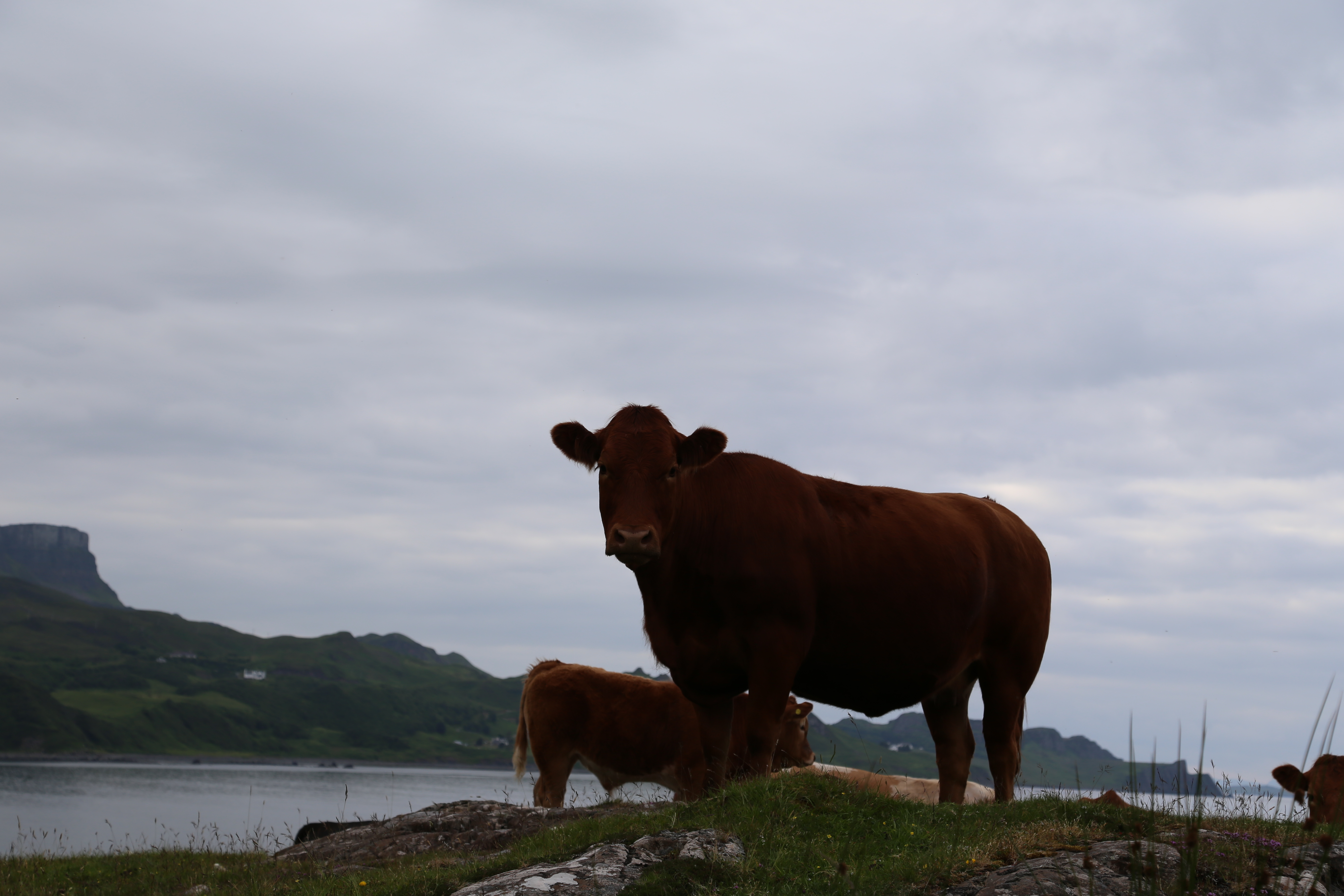 2014 Europe Trip Day 27 - Scotland (Muesli, Hogwarts Express Train (Jacobite Steam Train, Glenfinnan Viaduct), Fort William, Ben Nevis, Highland Bagpiper, Eilean Donan Castle, Isle of Skye, Portree, Old Man of Storr, Kilt Rock, Uig, Quiraing, Peat Fields)