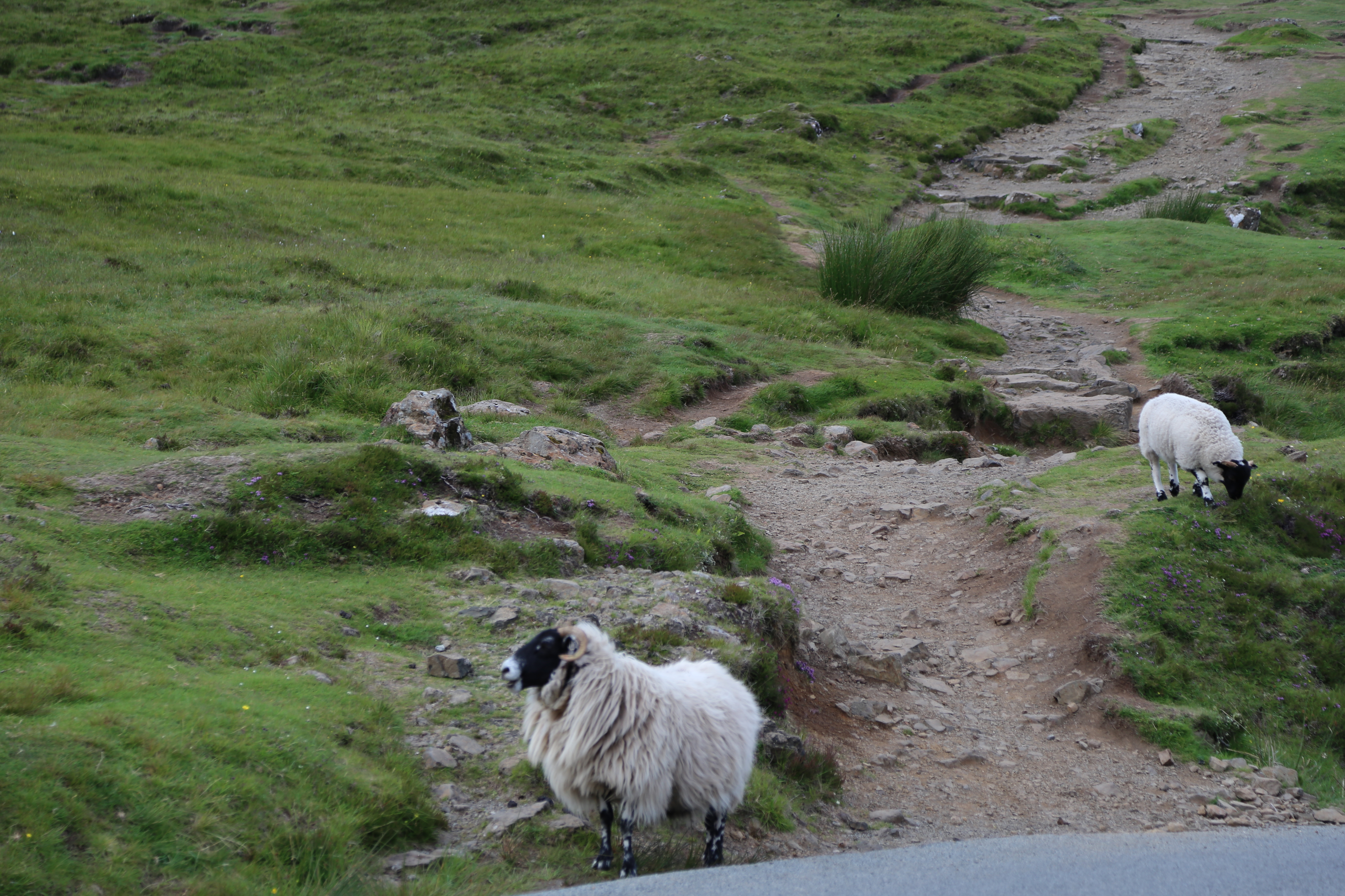 2014 Europe Trip Day 27 - Scotland (Muesli, Hogwarts Express Train (Jacobite Steam Train, Glenfinnan Viaduct), Fort William, Ben Nevis, Highland Bagpiper, Eilean Donan Castle, Isle of Skye, Portree, Old Man of Storr, Kilt Rock, Uig, Quiraing, Peat Fields)