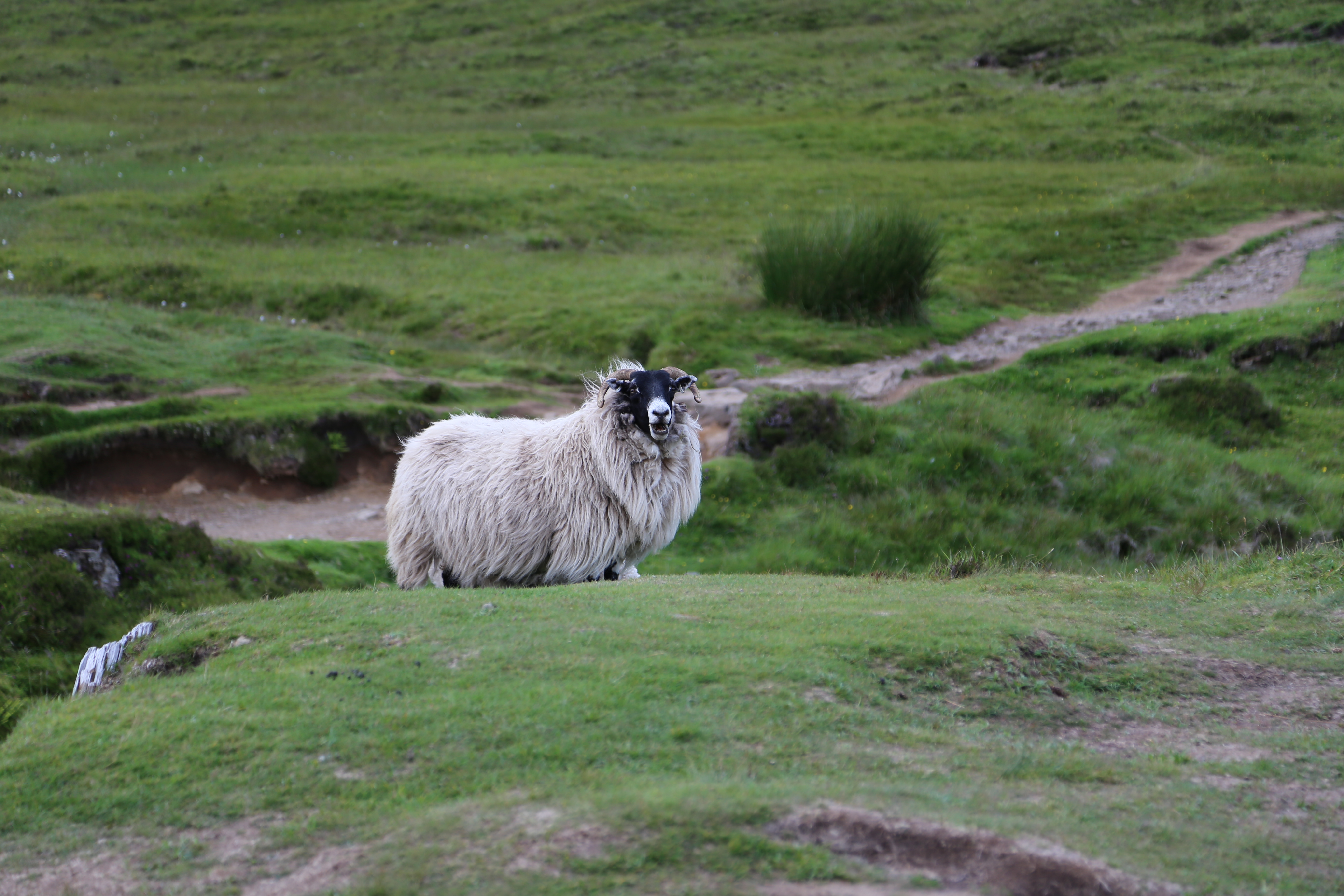 2014 Europe Trip Day 27 - Scotland (Muesli, Hogwarts Express Train (Jacobite Steam Train, Glenfinnan Viaduct), Fort William, Ben Nevis, Highland Bagpiper, Eilean Donan Castle, Isle of Skye, Portree, Old Man of Storr, Kilt Rock, Uig, Quiraing, Peat Fields)