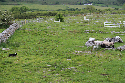 2014 Europe Trip Day 3 - Ireland (The Burren, Poulnabrone Portal Tomb Dolmen, Caherconnell Fort, Sheepdogs, Ring of Kerry, Killarney National Park, Muckross House, Torc Waterfall)