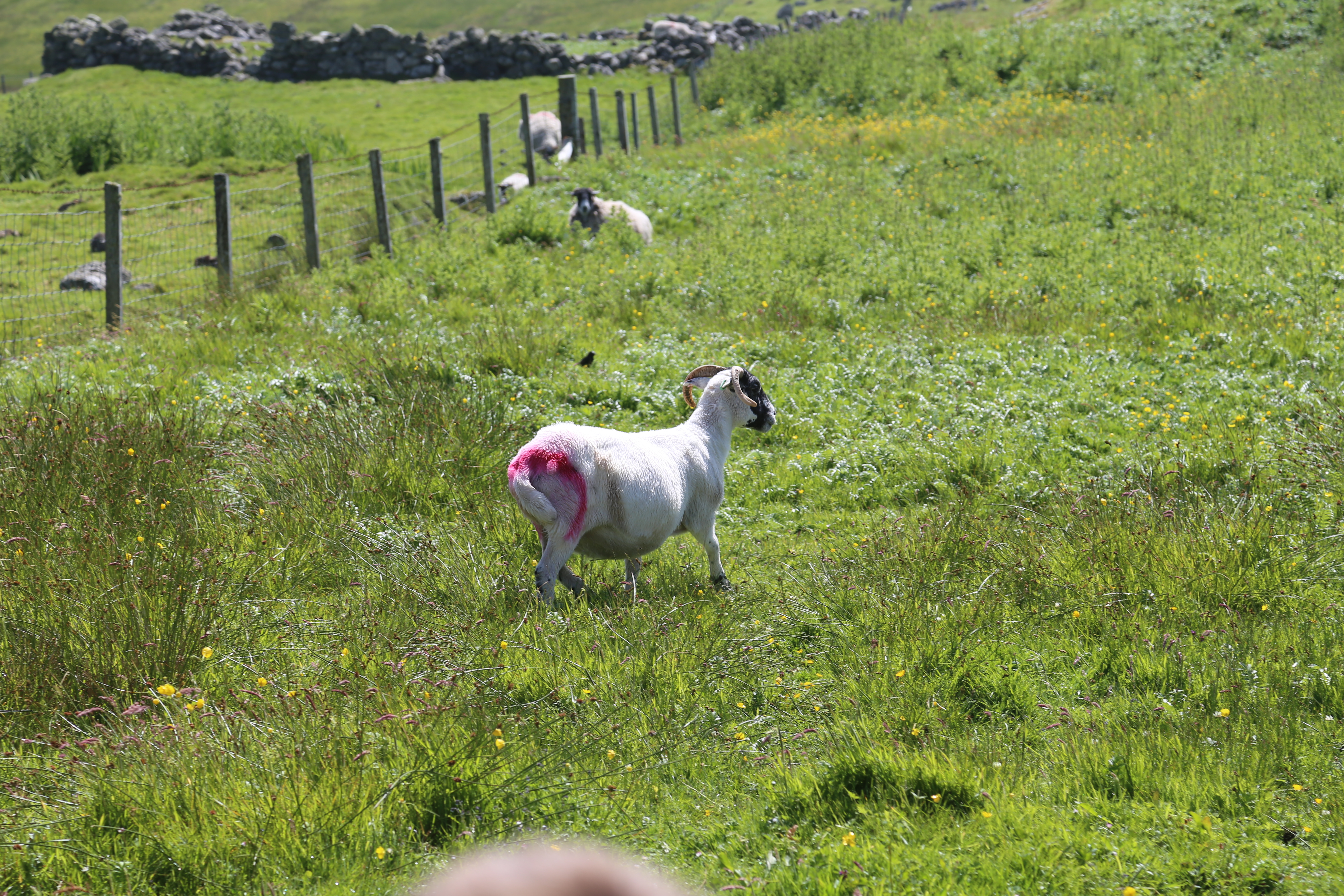 2014 Europe Trip Day 29 - Scotland (Callanish Standing Stones, Dun Carloway Broch, Gearrannan Blackhouse Village, Harris Tweed Weaving Loom, Dailbeag Beach, Arnol Black House, Breanish Tweed, Peat, Steinacleit, Bridge to Nowhere, Traigh Mhor, Rainbow)