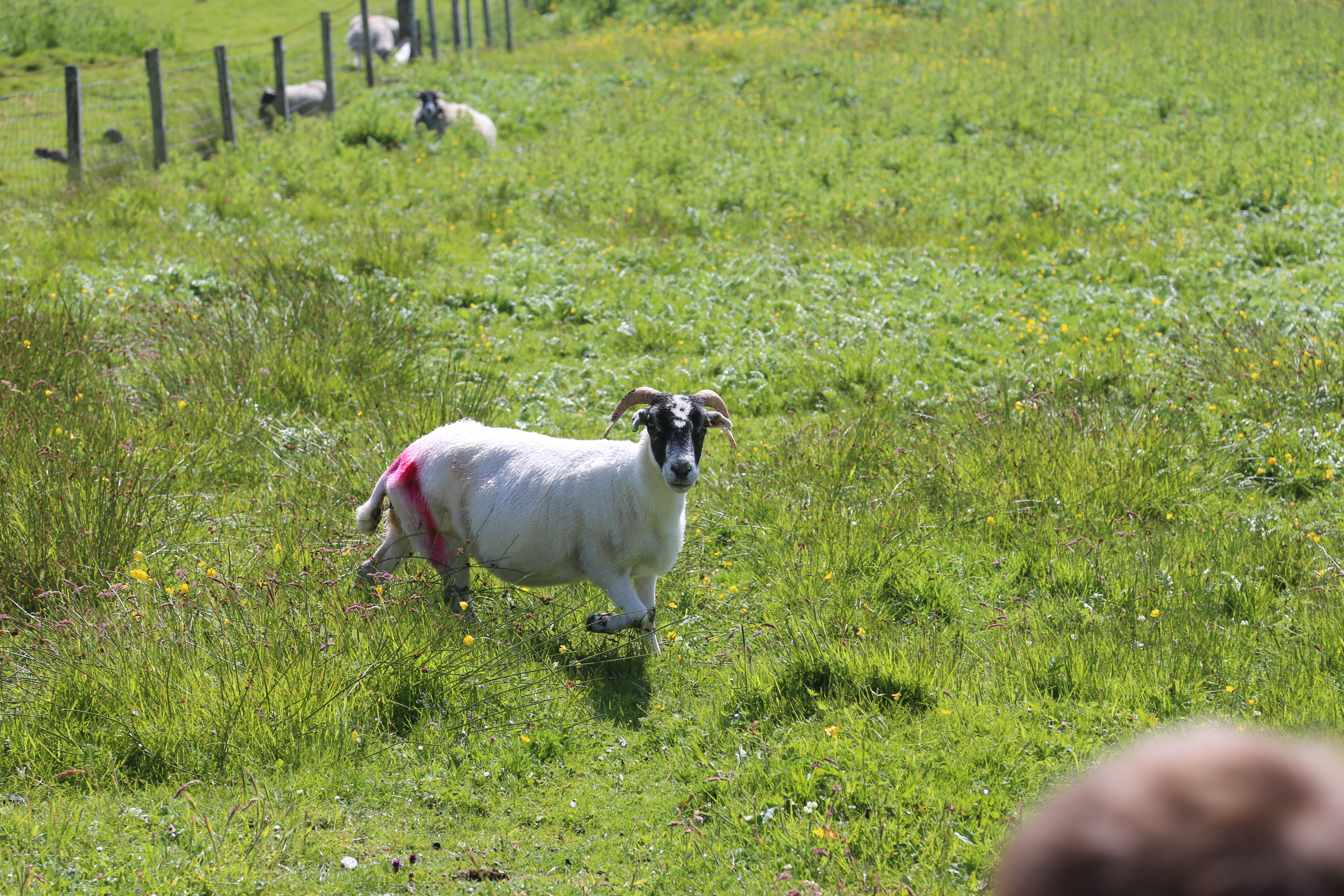 2014 Europe Trip Day 29 - Scotland (Callanish Standing Stones, Dun Carloway Broch, Gearrannan Blackhouse Village, Harris Tweed Weaving Loom, Dailbeag Beach, Arnol Black House, Breanish Tweed, Peat, Steinacleit, Bridge to Nowhere, Traigh Mhor, Rainbow)