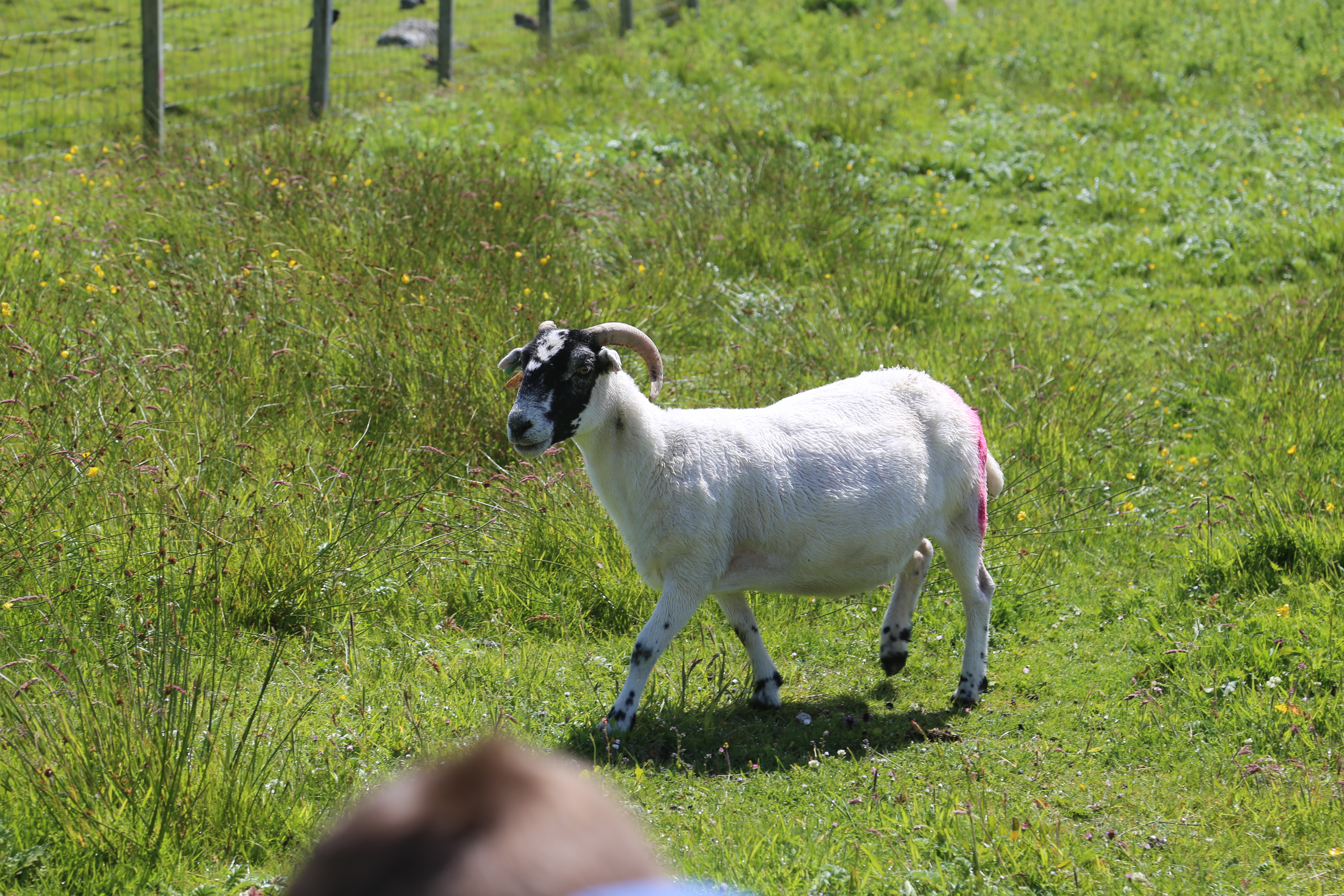 2014 Europe Trip Day 29 - Scotland (Callanish Standing Stones, Dun Carloway Broch, Gearrannan Blackhouse Village, Harris Tweed Weaving Loom, Dailbeag Beach, Arnol Black House, Breanish Tweed, Peat, Steinacleit, Bridge to Nowhere, Traigh Mhor, Rainbow)