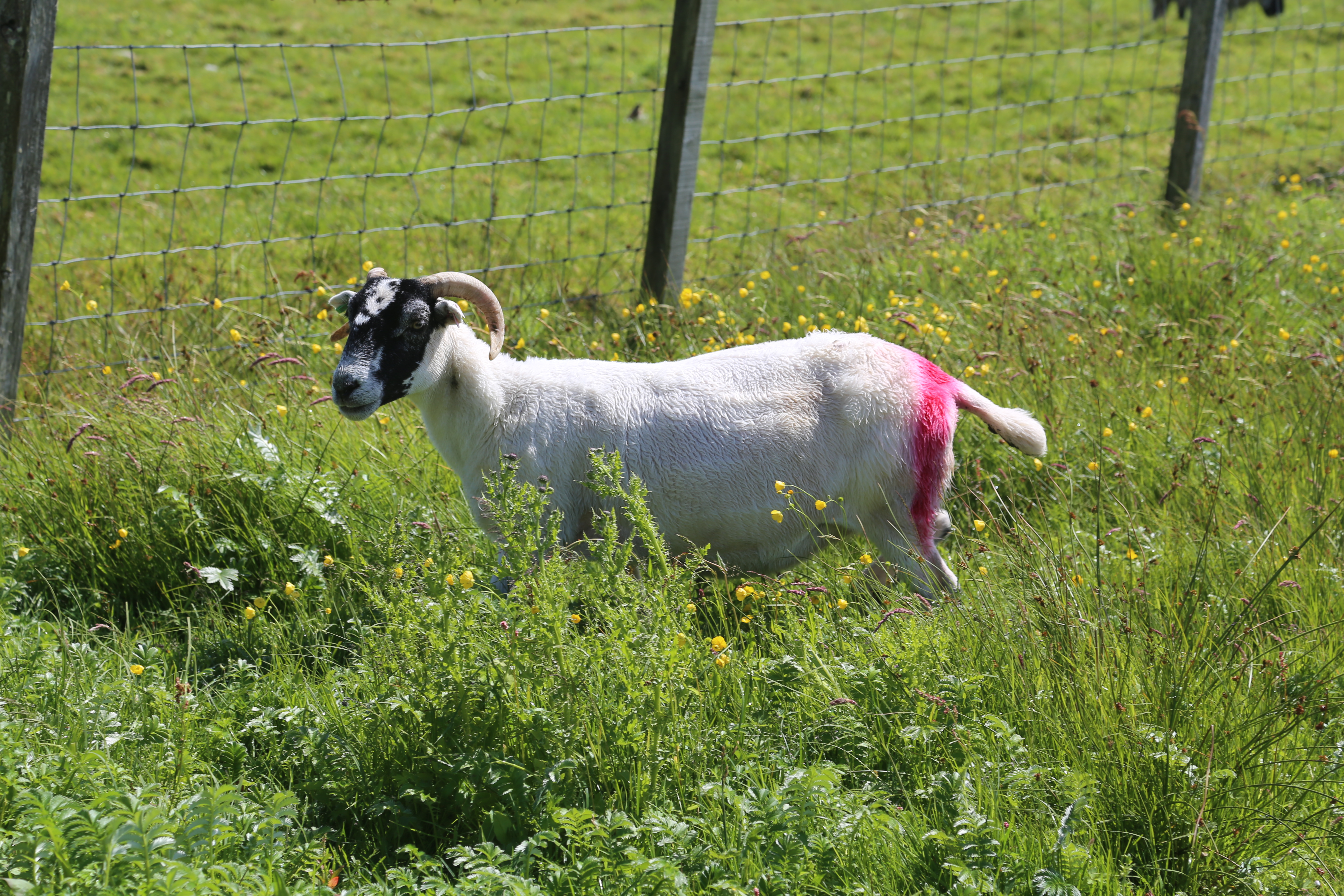 2014 Europe Trip Day 29 - Scotland (Callanish Standing Stones, Dun Carloway Broch, Gearrannan Blackhouse Village, Harris Tweed Weaving Loom, Dailbeag Beach, Arnol Black House, Breanish Tweed, Peat, Steinacleit, Bridge to Nowhere, Traigh Mhor, Rainbow)