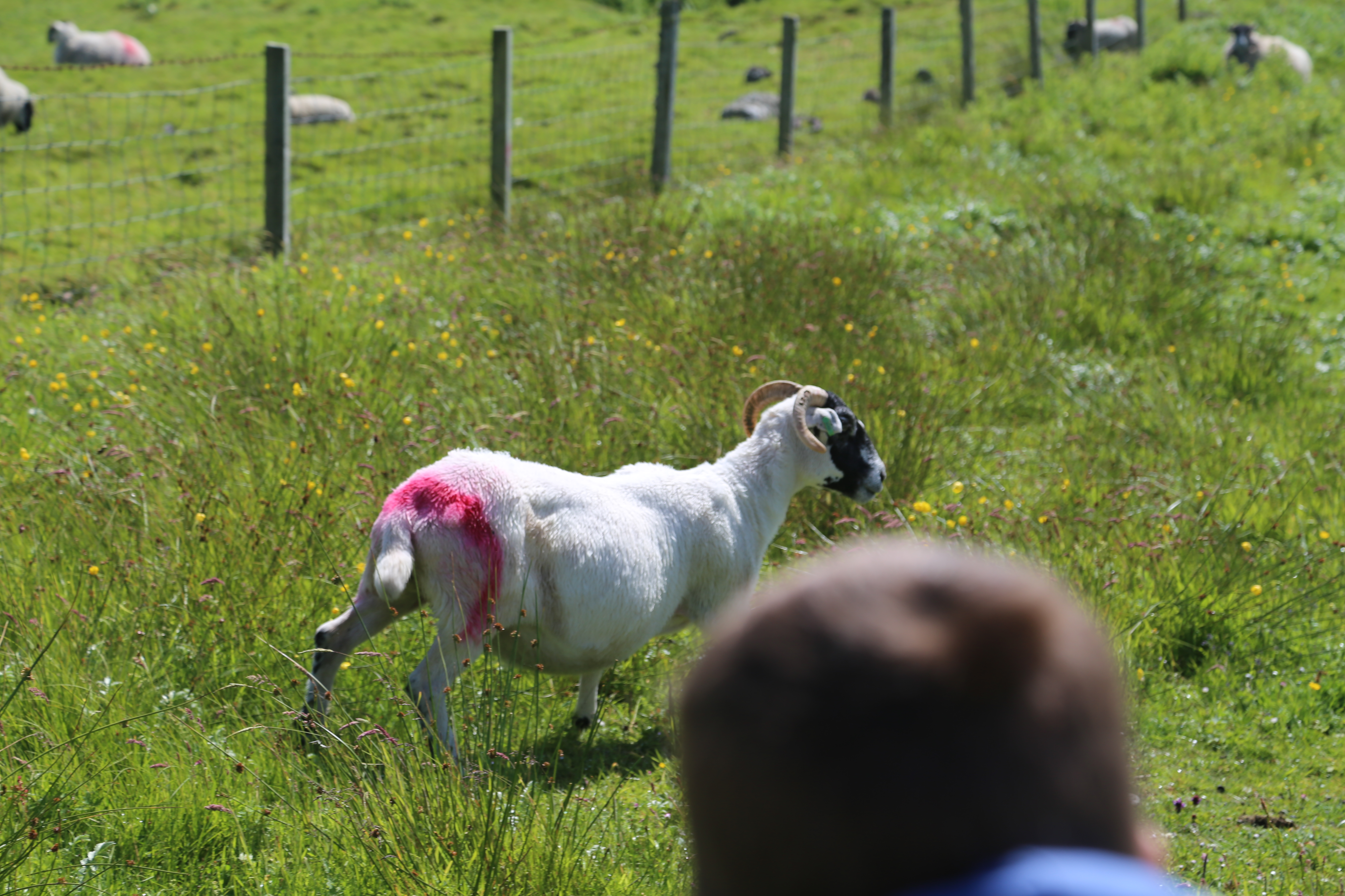 2014 Europe Trip Day 29 - Scotland (Callanish Standing Stones, Dun Carloway Broch, Gearrannan Blackhouse Village, Harris Tweed Weaving Loom, Dailbeag Beach, Arnol Black House, Breanish Tweed, Peat, Steinacleit, Bridge to Nowhere, Traigh Mhor, Rainbow)