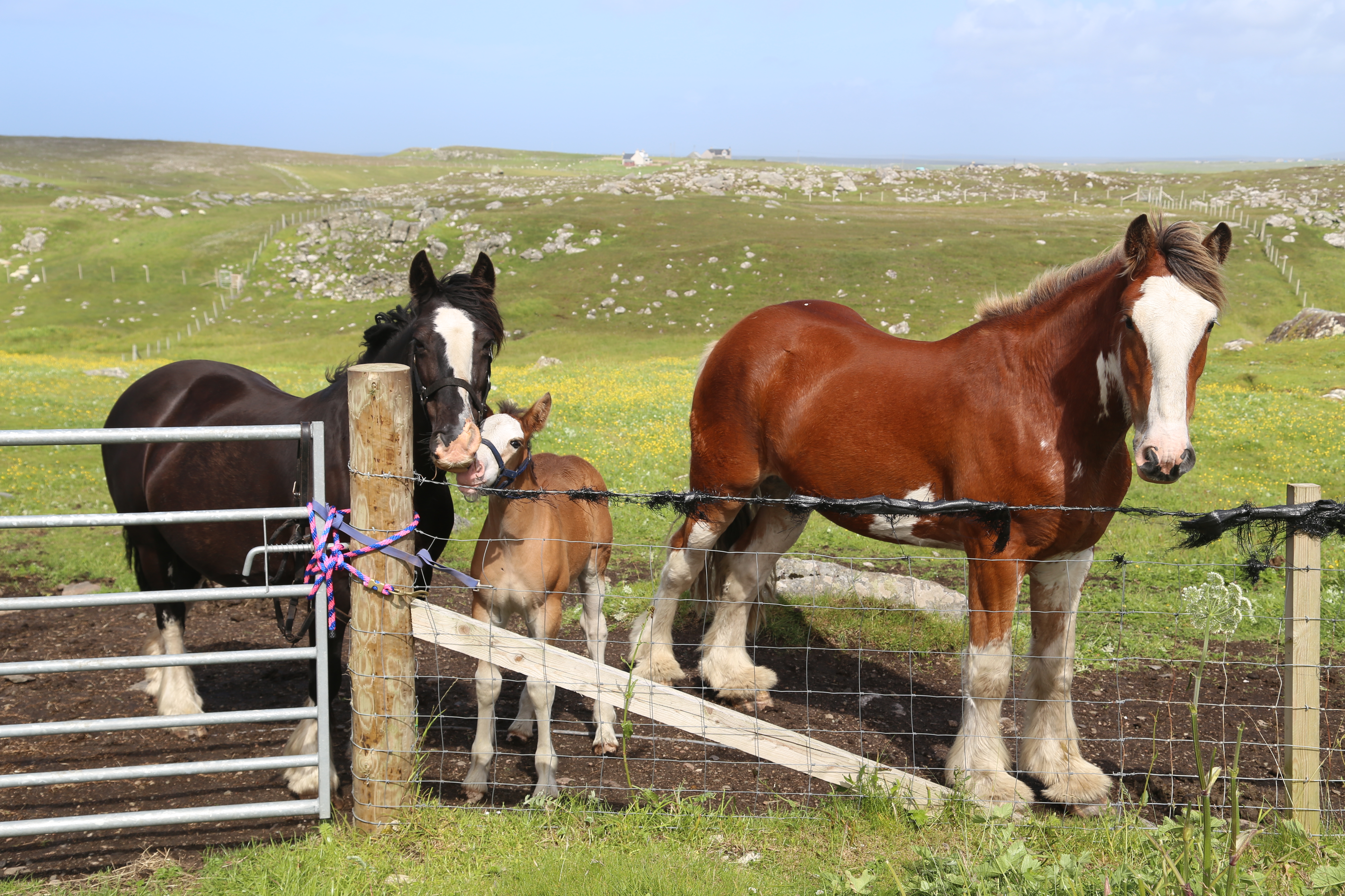 2014 Europe Trip Day 29 - Scotland (Callanish Standing Stones, Dun Carloway Broch, Gearrannan Blackhouse Village, Harris Tweed Weaving Loom, Dailbeag Beach, Arnol Black House, Breanish Tweed, Peat, Steinacleit, Bridge to Nowhere, Traigh Mhor, Rainbow)