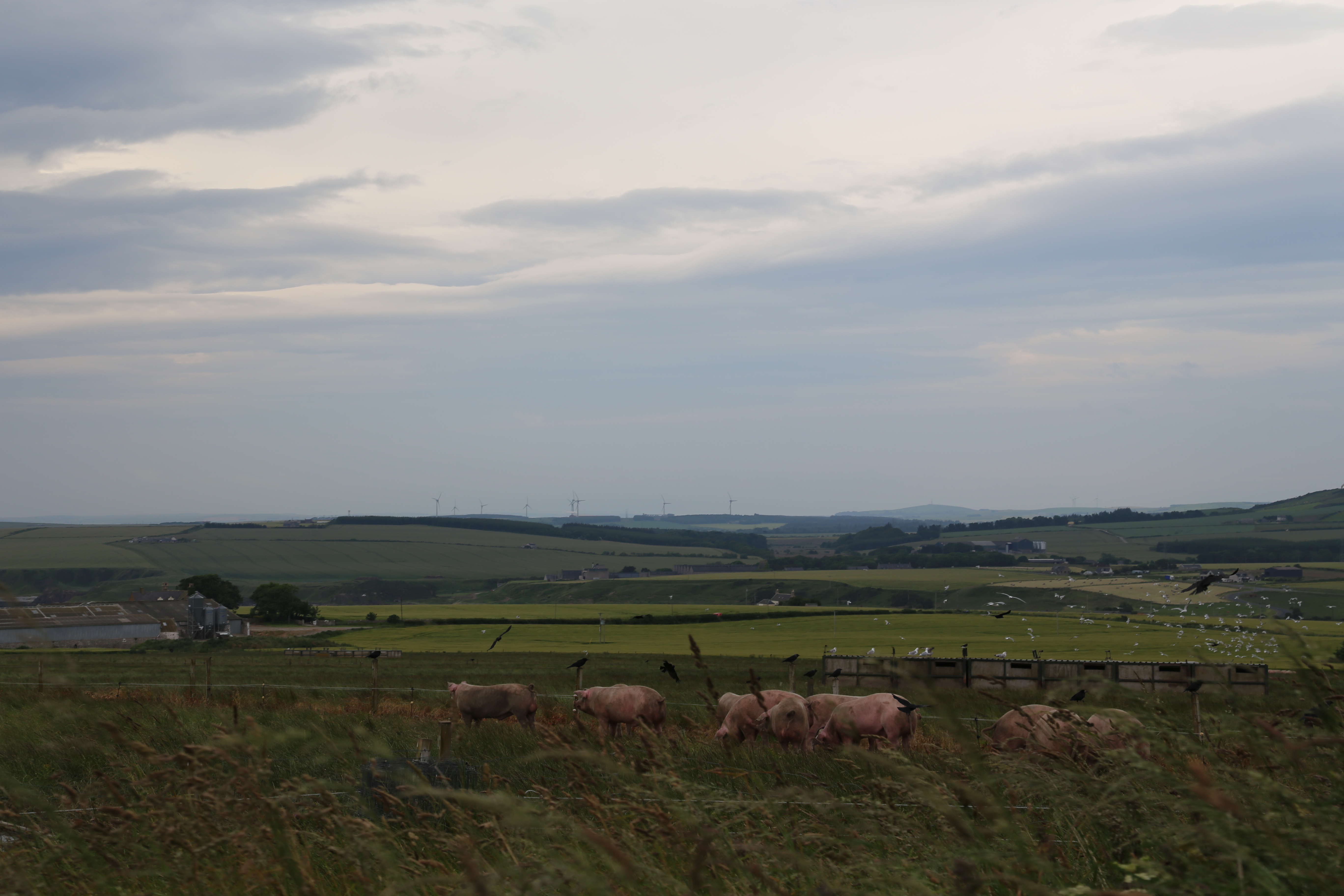 2014 Europe Trip Day 31 - Scotland (Findlater Castle, Huntly, Scottish Meat Pies, Huntly Castle, Huntly Missionary Flat, Searching For Davie McTavish's Grave, Dunnottar Castle, July 4th Treat: McDonalds & How To Train Your Dragon 2 Movie, Anstruther)