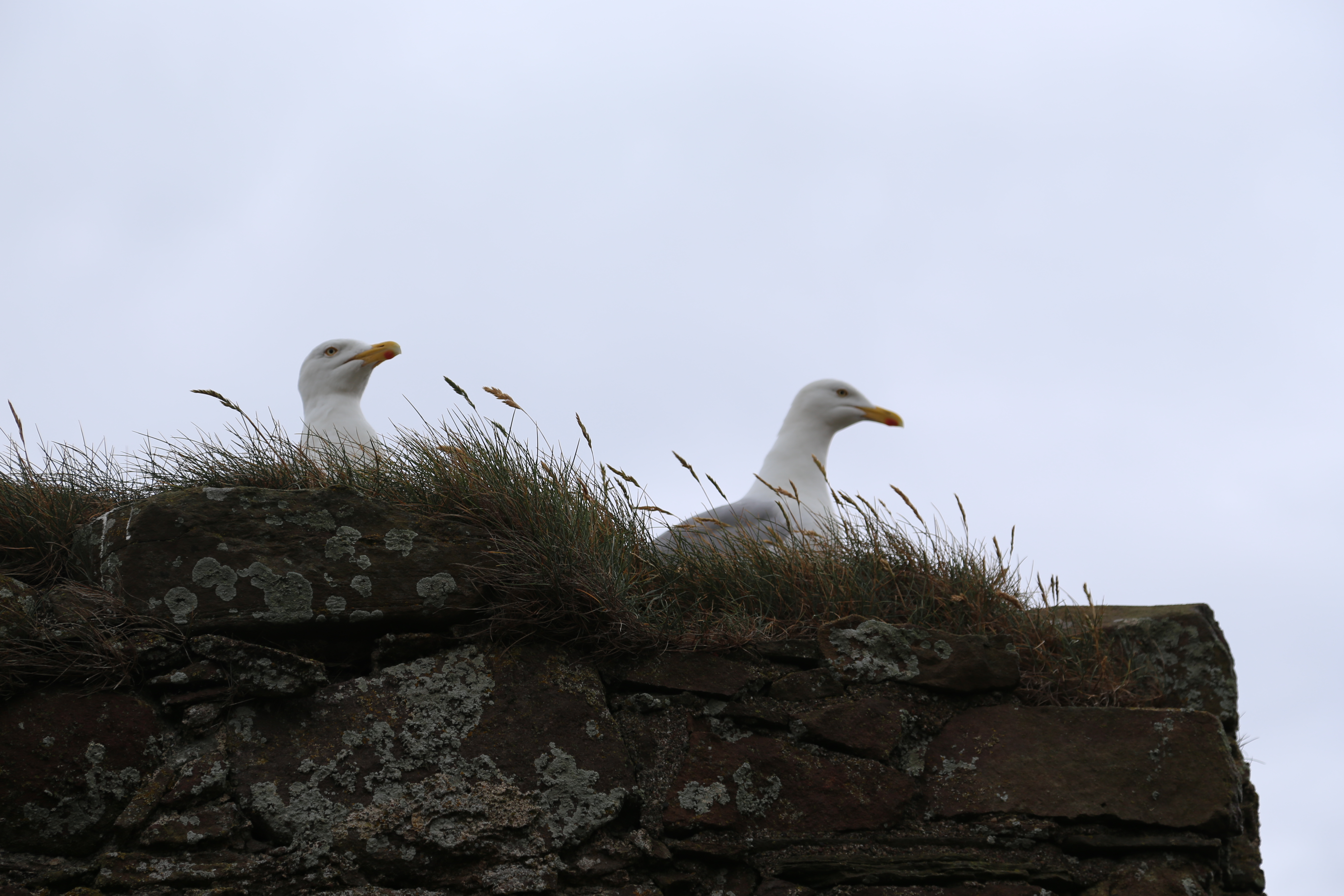 2014 Europe Trip Day 31 - Scotland (Findlater Castle, Huntly, Scottish Meat Pies, Huntly Castle, Huntly Missionary Flat, Searching For Davie McTavish's Grave, Dunnottar Castle, July 4th Treat: McDonalds & How To Train Your Dragon 2 Movie, Anstruther)