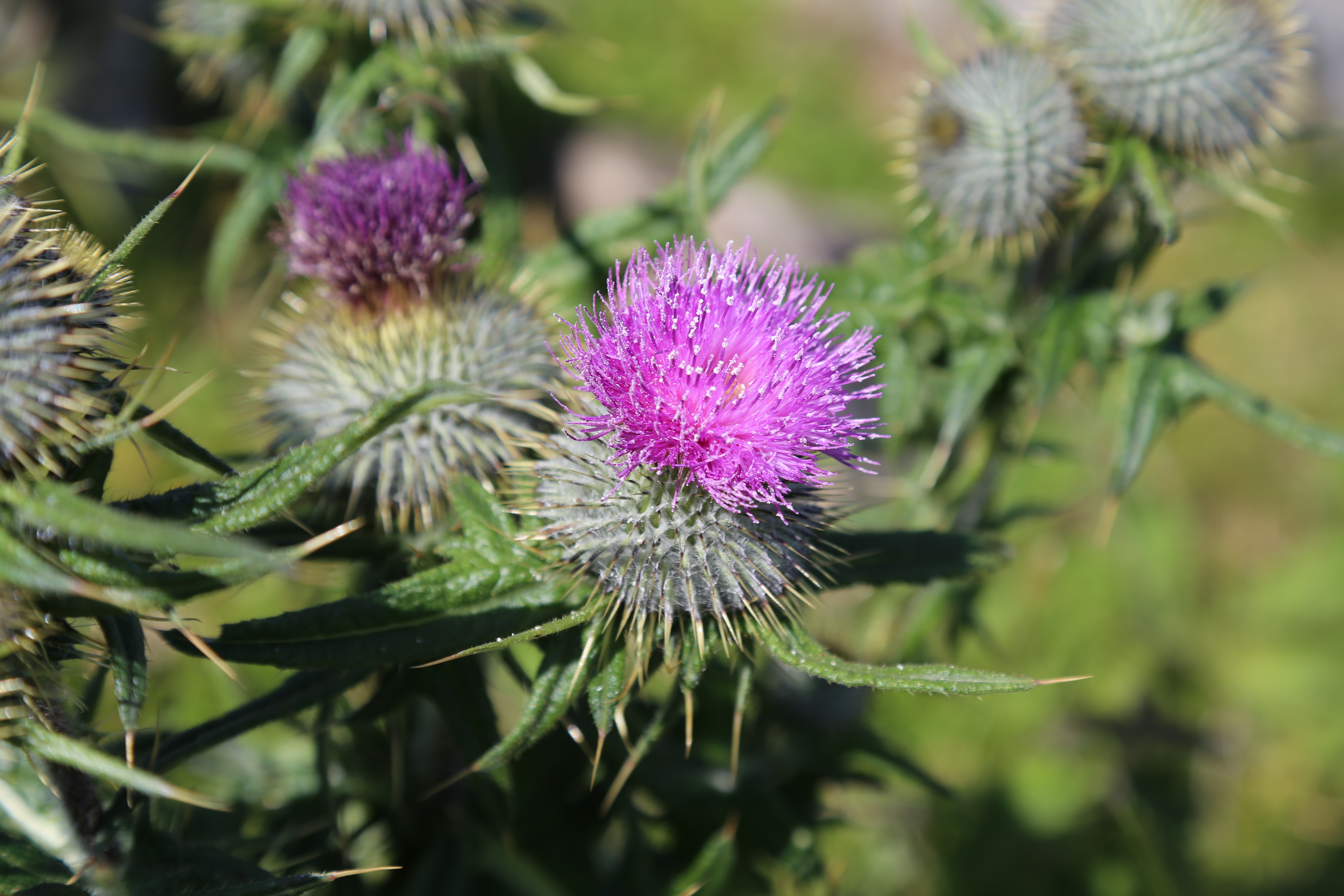 2014 Europe Trip Day 28 - Scotland (Isle of Skye, Portree, Full Scottish Breakfast, Dun Beag Broch, Highland Sheep, Thistle, Red Telephone Box, Neist Point Lighthouse, Dunvegan Castle, Uig-Tarbert Ferry, Outer Hebrides, Isle of Harris, Losgaintir Beach)