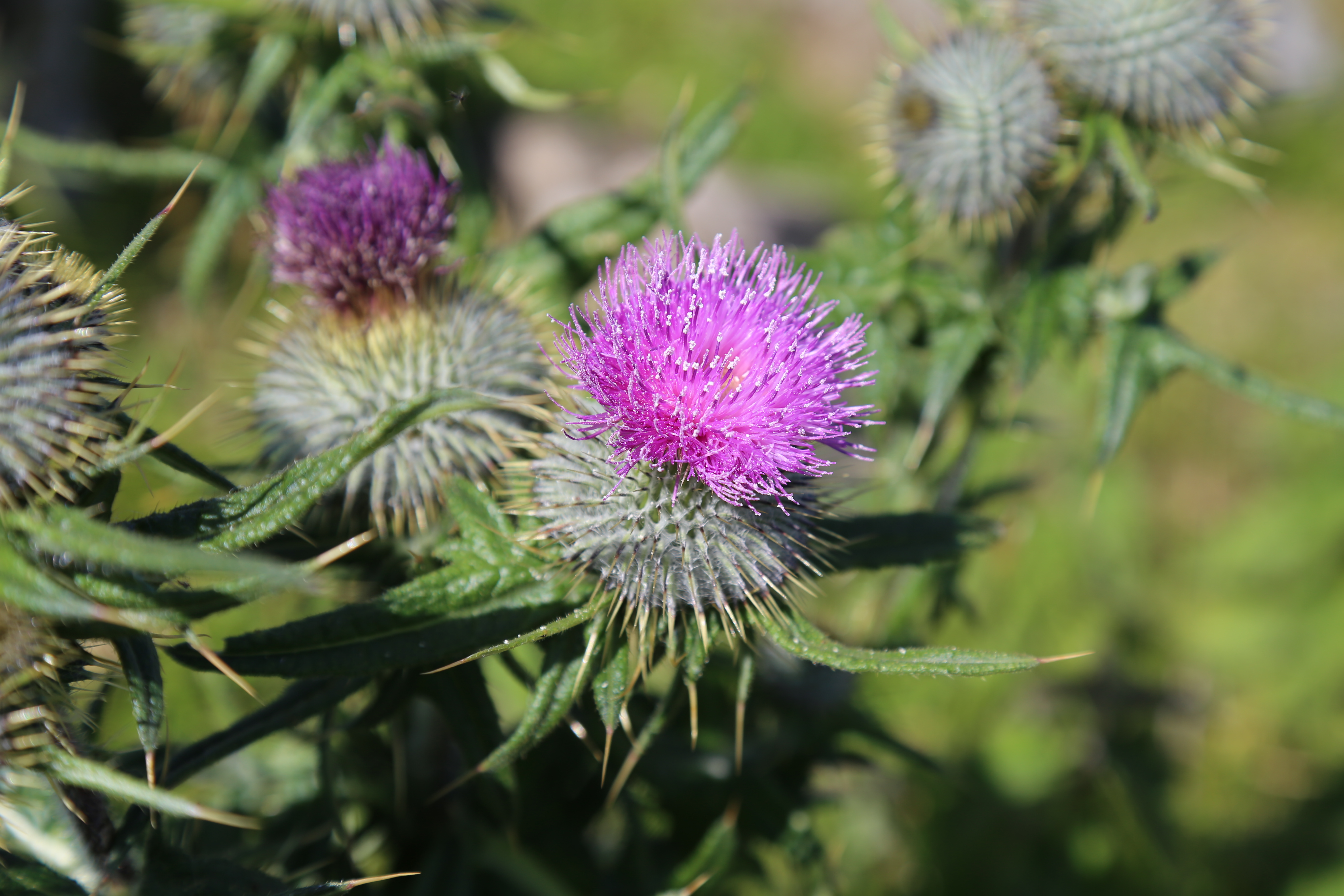 2014 Europe Trip Day 28 - Scotland (Isle of Skye, Portree, Full Scottish Breakfast, Dun Beag Broch, Highland Sheep, Thistle, Red Telephone Box, Neist Point Lighthouse, Dunvegan Castle, Uig-Tarbert Ferry, Outer Hebrides, Isle of Harris, Losgaintir Beach)