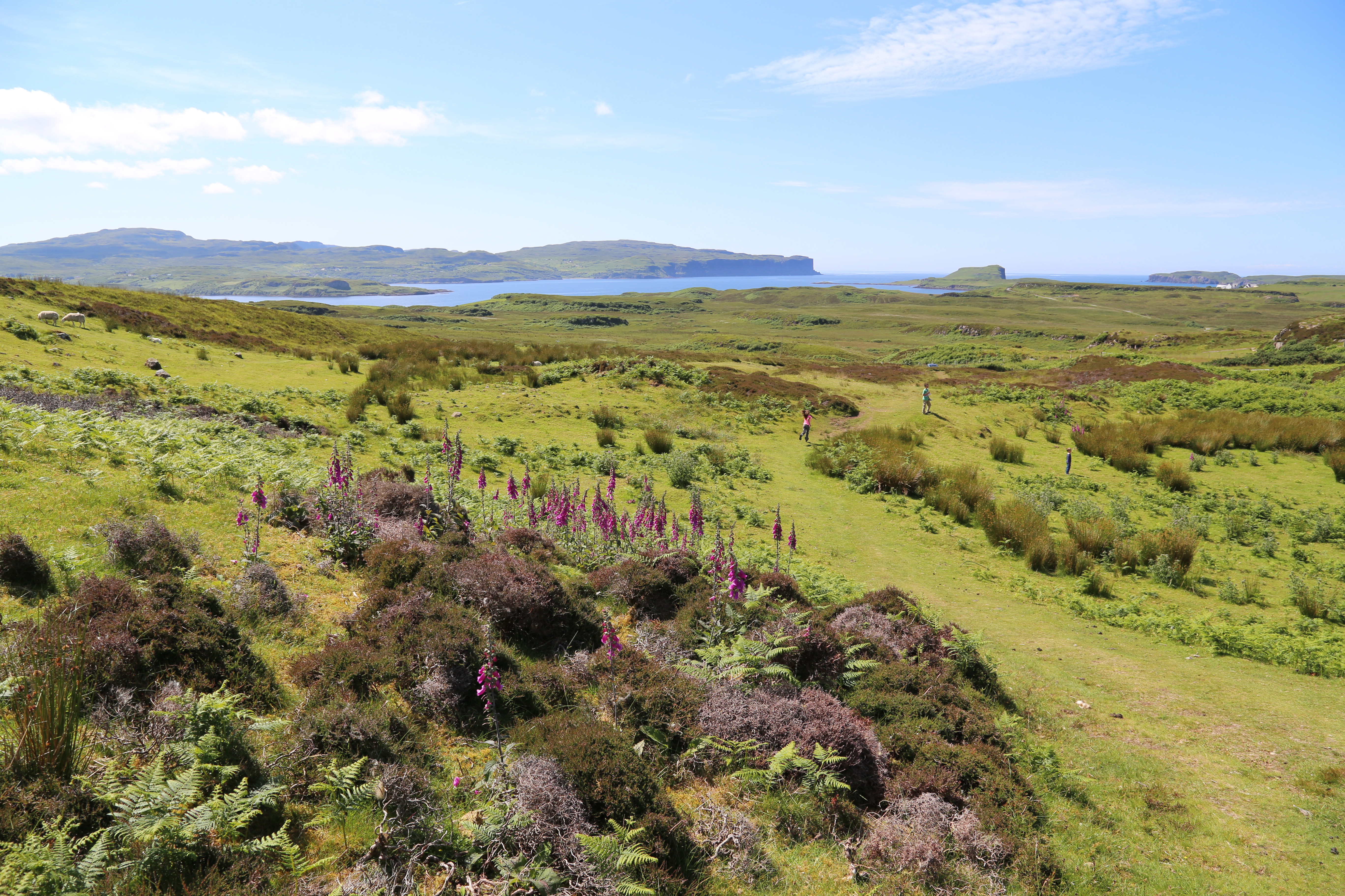 2014 Europe Trip Day 28 - Scotland (Isle of Skye, Portree, Full Scottish Breakfast, Dun Beag Broch, Highland Sheep, Thistle, Red Telephone Box, Neist Point Lighthouse, Dunvegan Castle, Uig-Tarbert Ferry, Outer Hebrides, Isle of Harris, Losgaintir Beach)