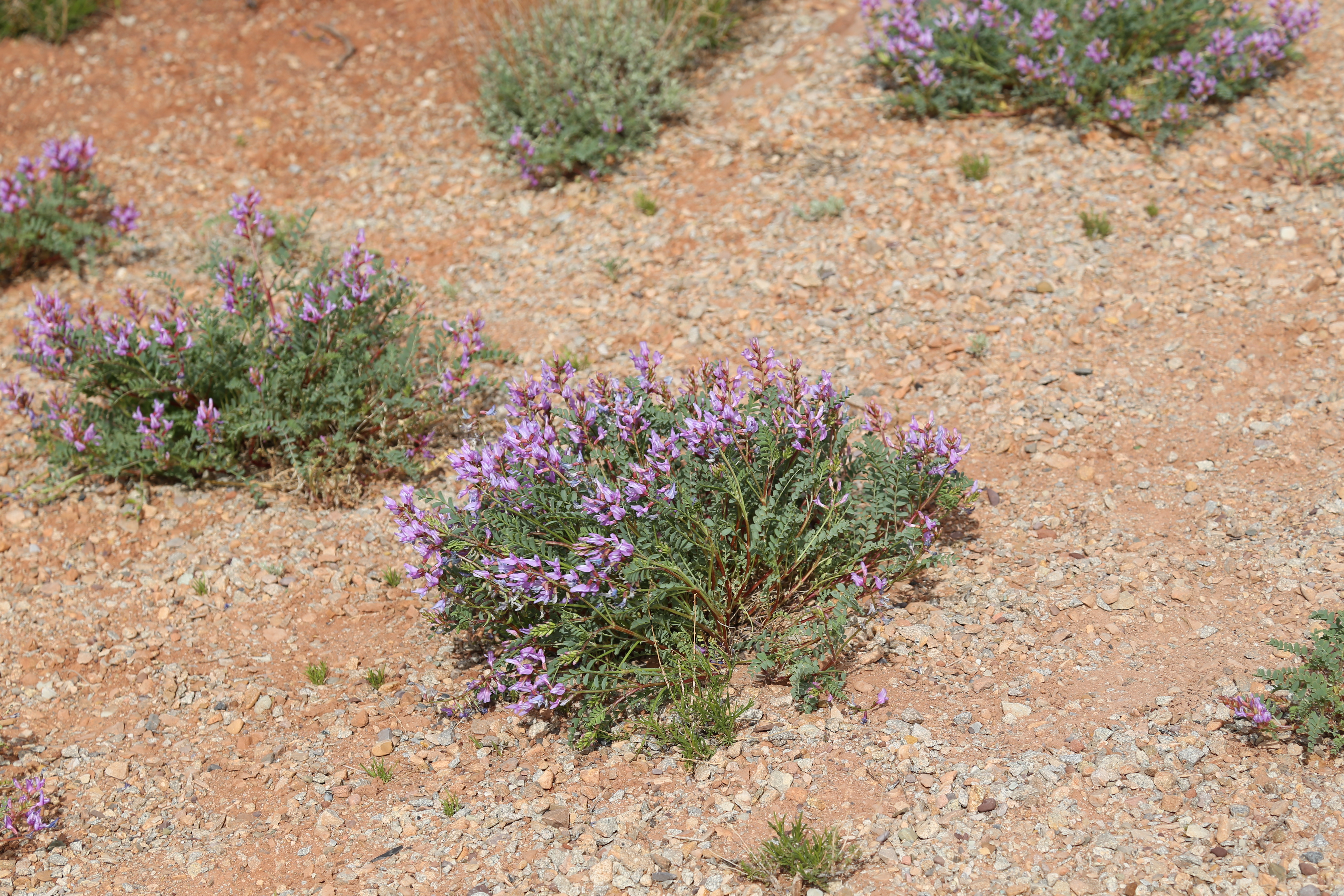 2015 Spring Break - Moab - Dead Horse Point State Park