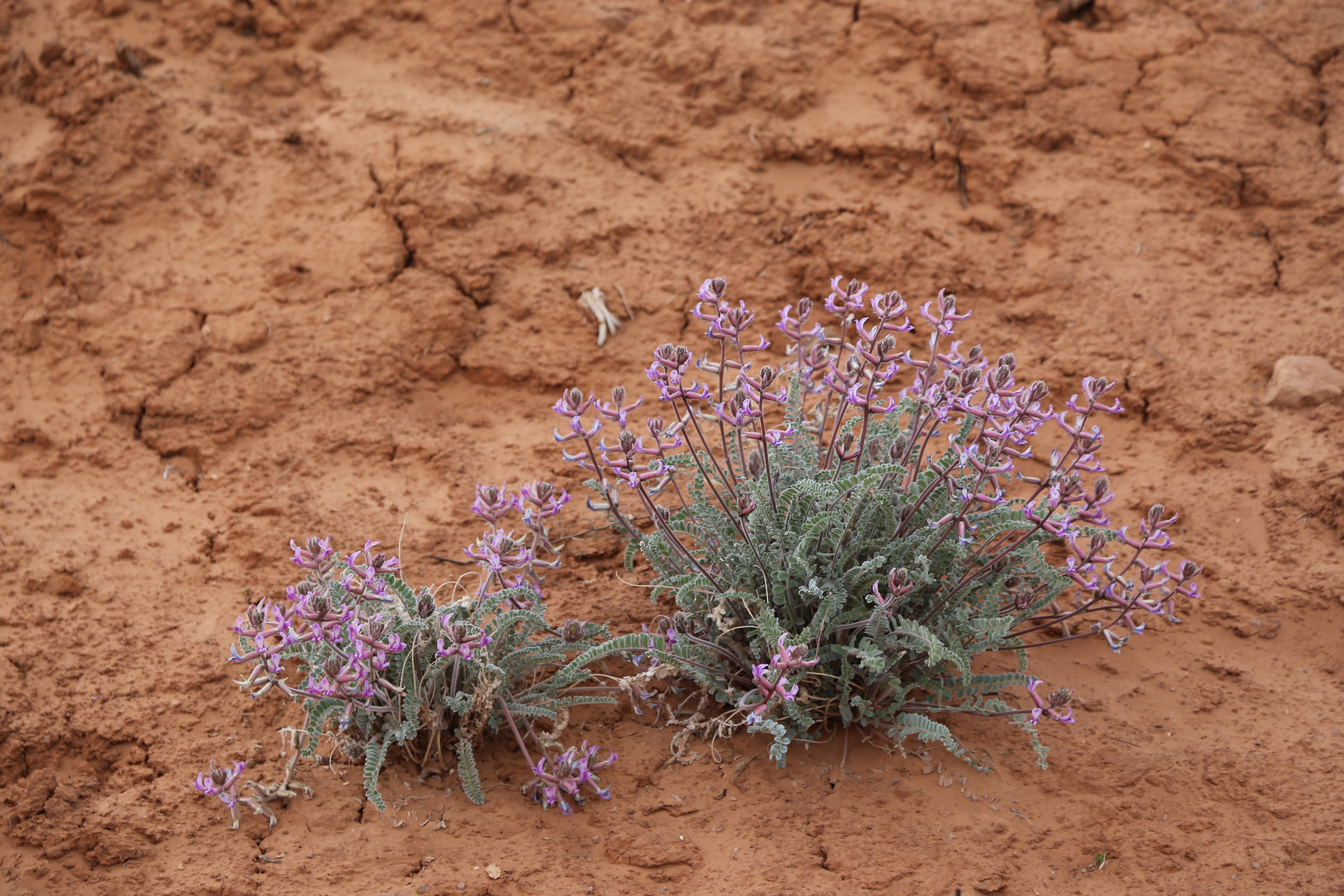 2015 Spring Break - Moab - Canyonlands National Park