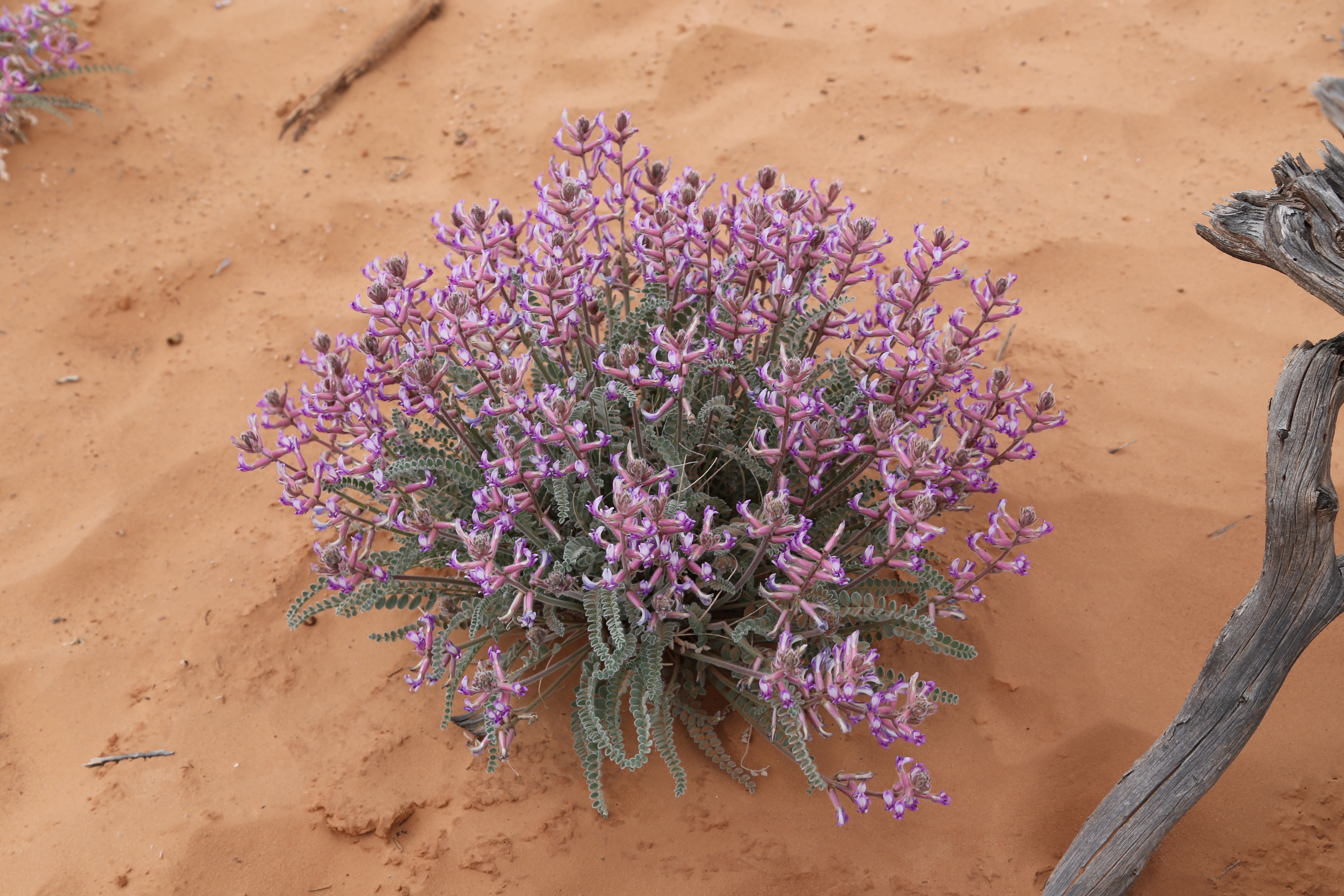 2015 Spring Break - Moab - Canyonlands National Park