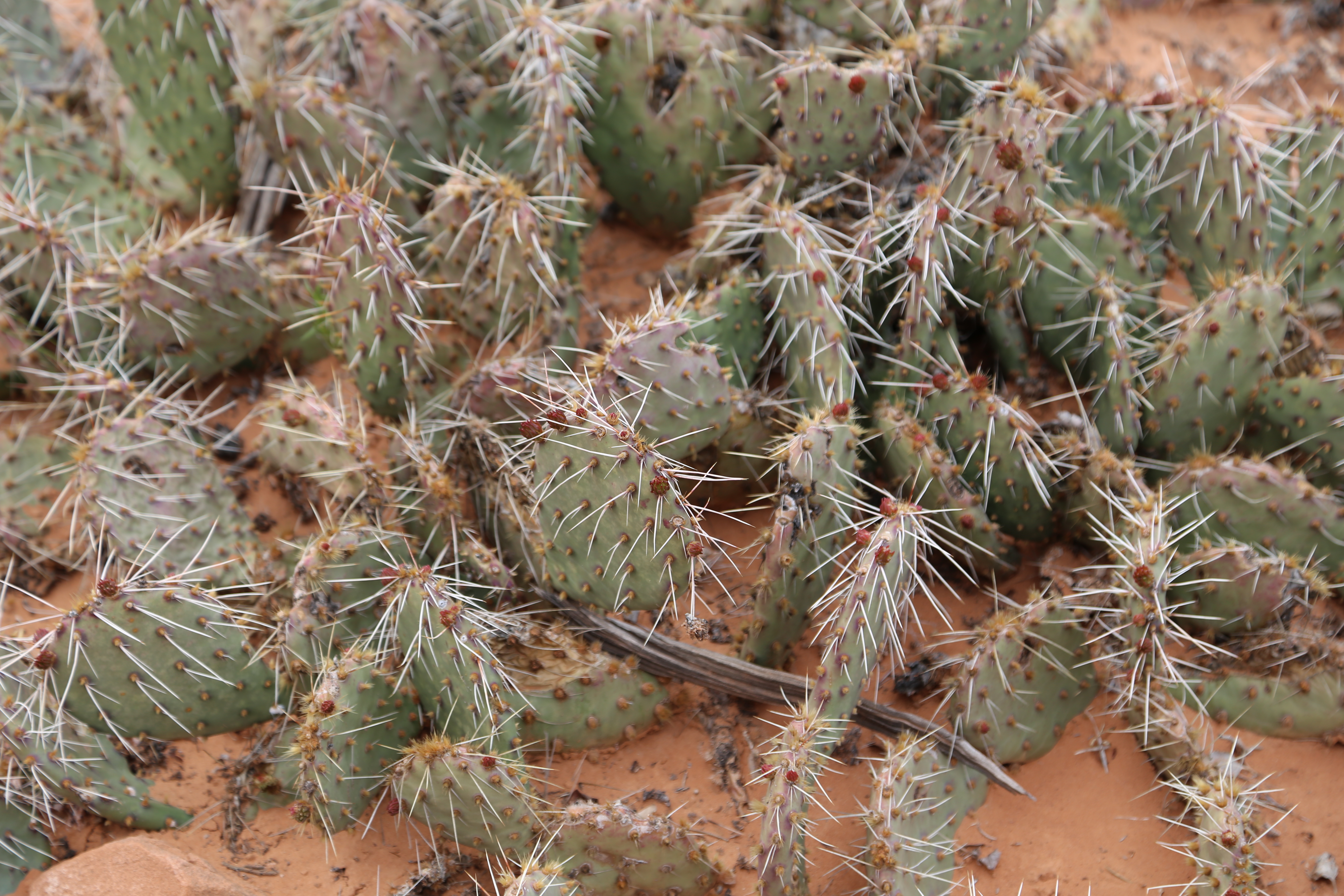 2015 Spring Break - Moab - Canyonlands National Park