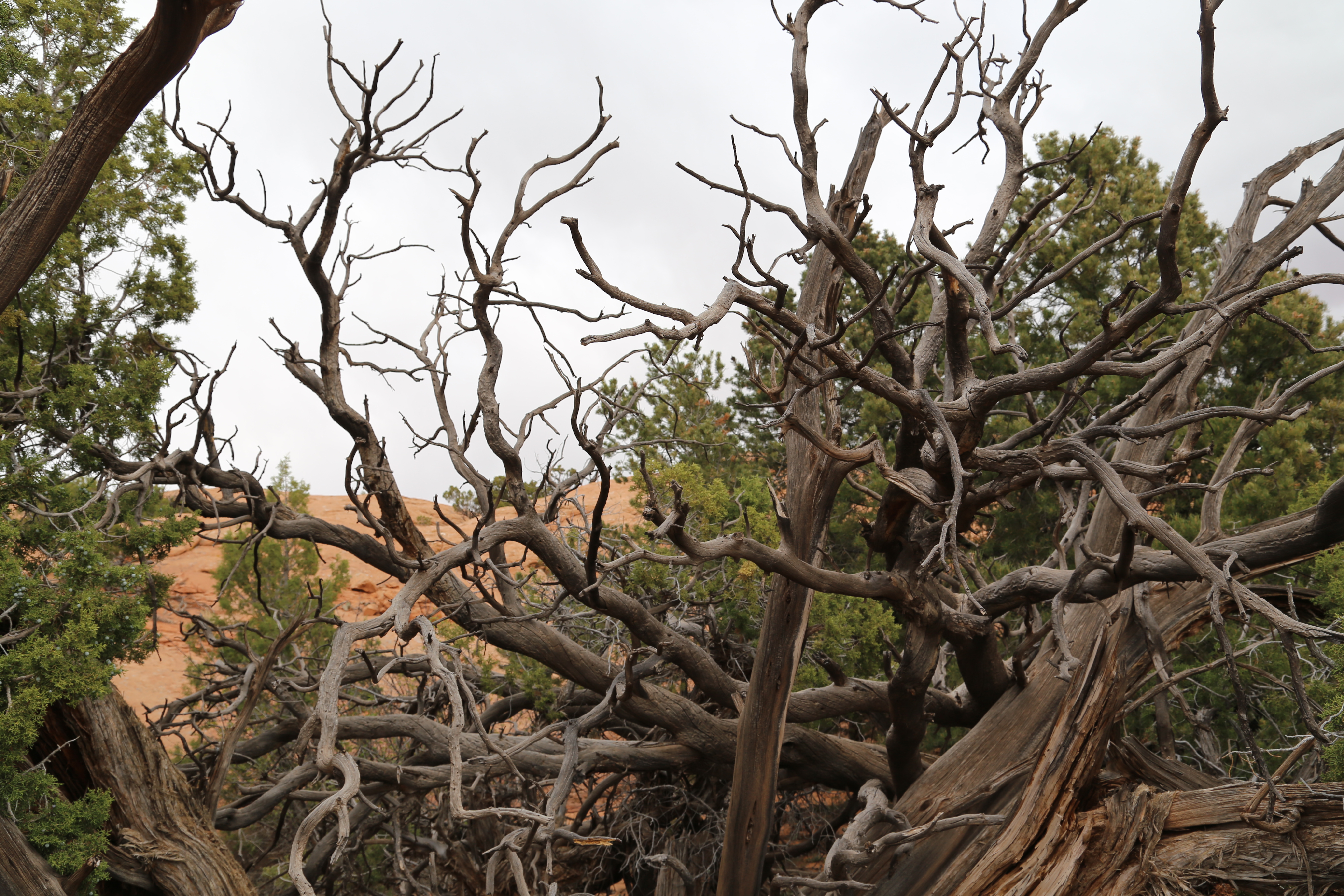 2015 Spring Break - Moab - Canyonlands National Park