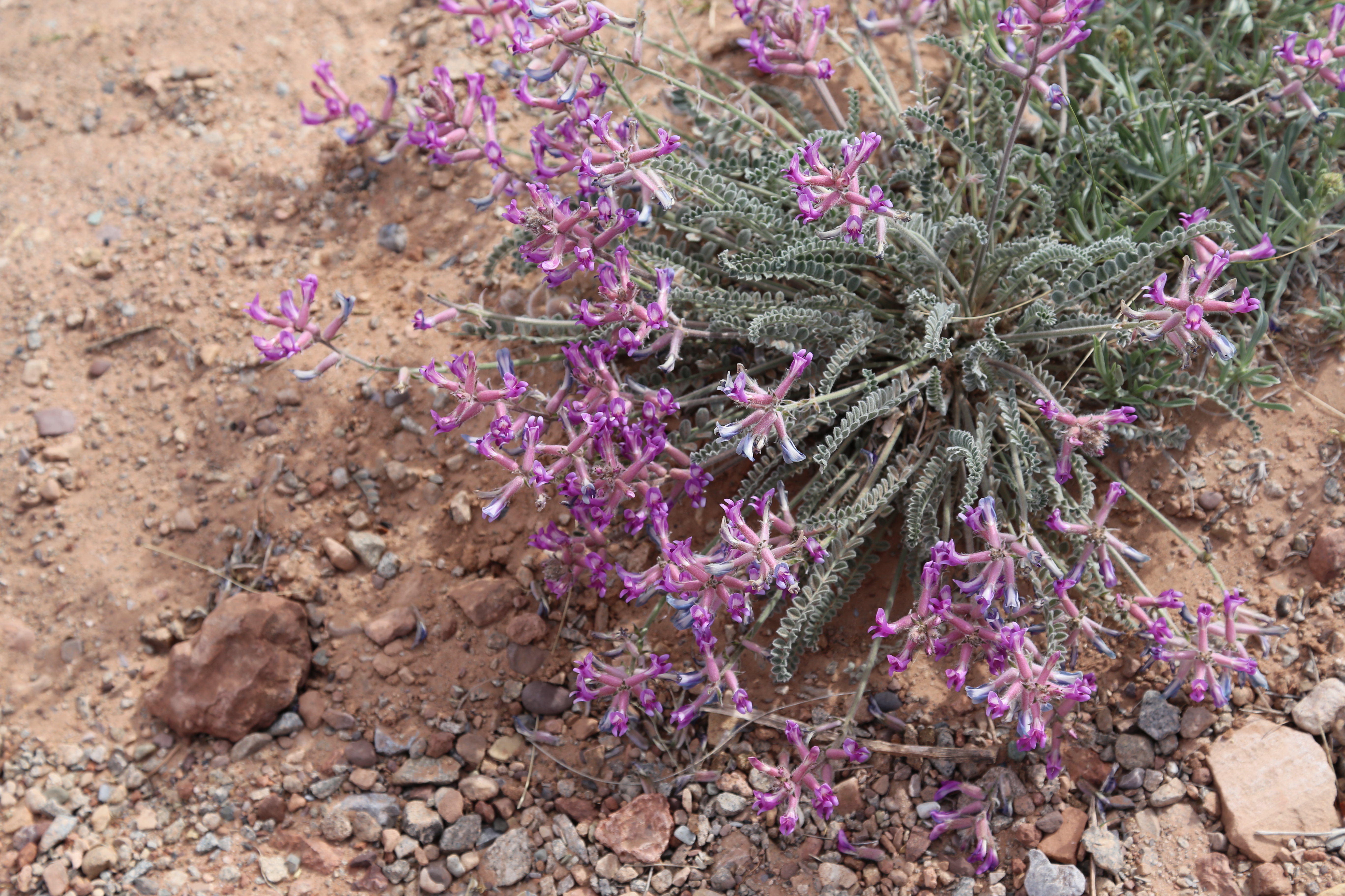 2015 Spring Break - Moab - Canyonlands National Park