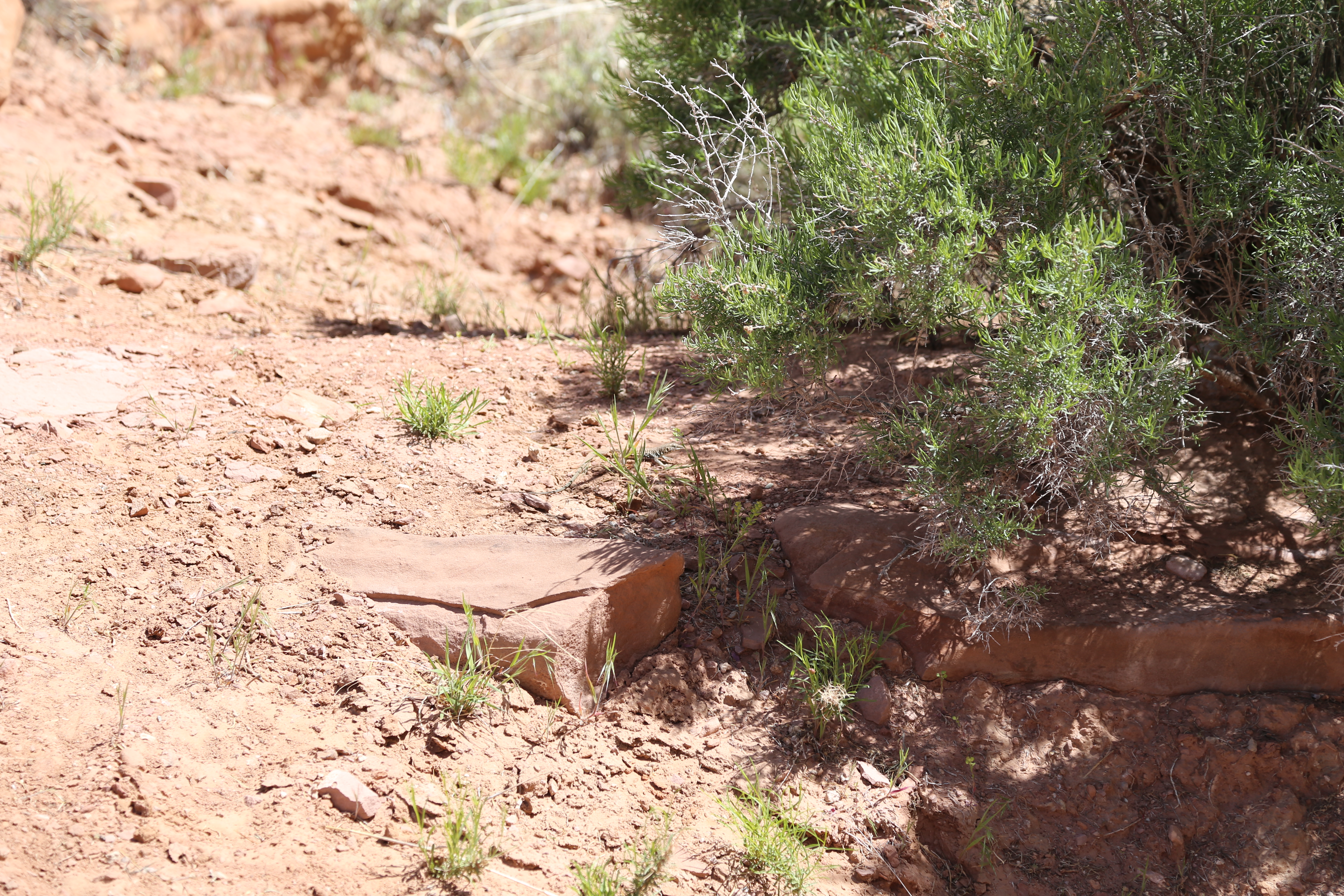 2015 Spring Break - Moab - Morning Glory Bridge (Negro Bill Canyon Trail)