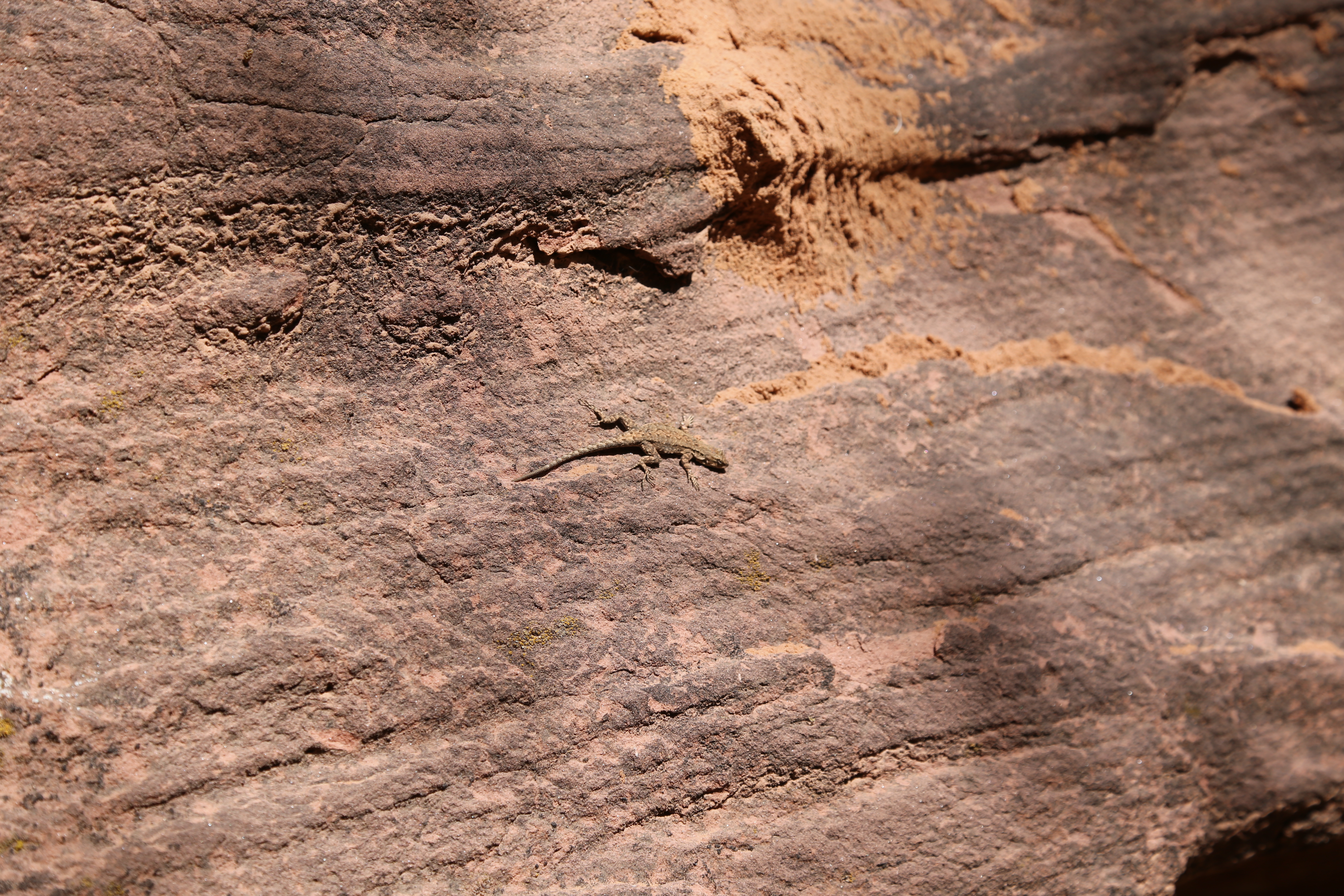 2015 Spring Break - Moab - Morning Glory Bridge (Negro Bill Canyon Trail)