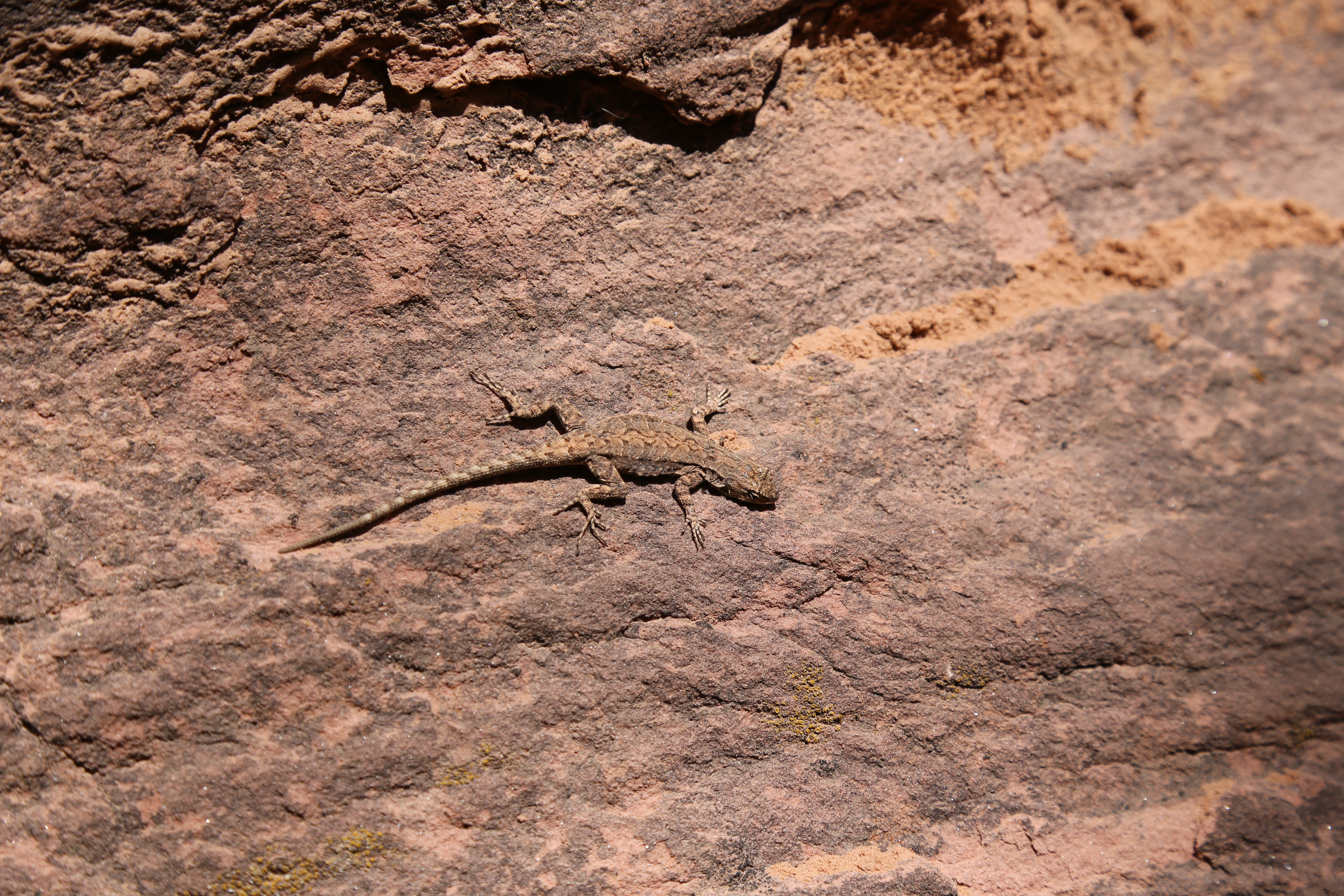 2015 Spring Break - Moab - Morning Glory Bridge (Negro Bill Canyon Trail)