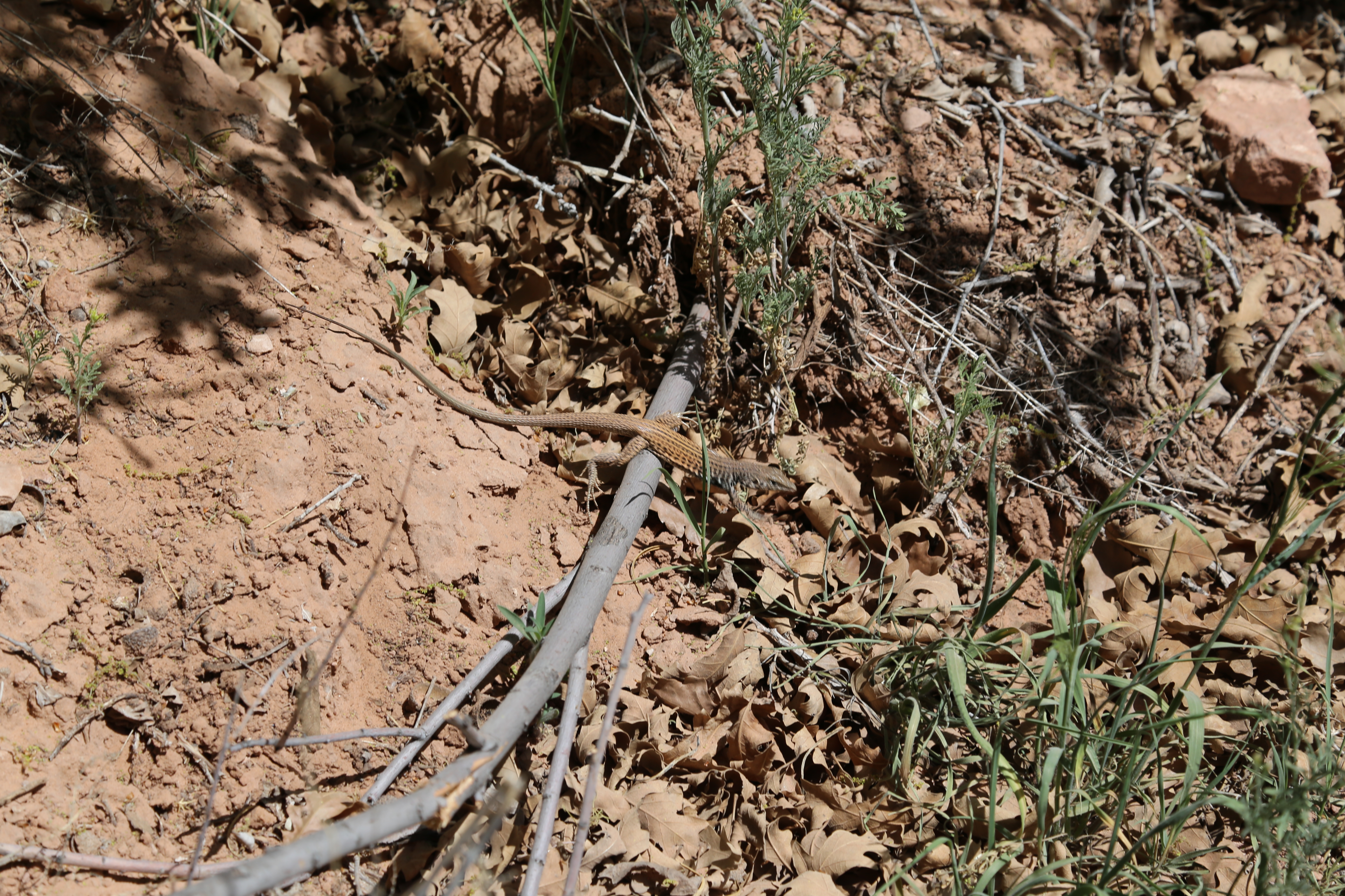 2015 Spring Break - Moab - Morning Glory Bridge (Negro Bill Canyon Trail)