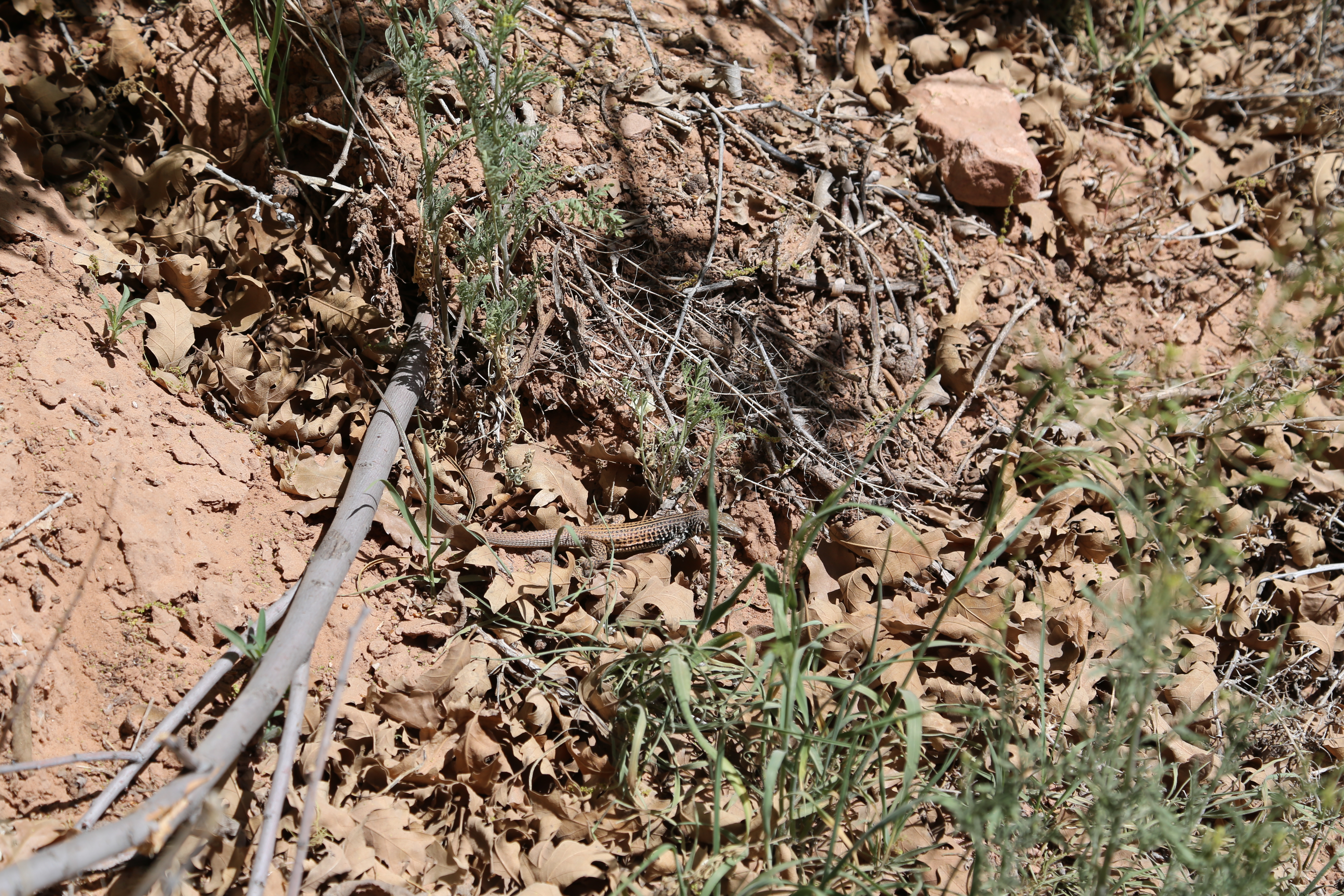 2015 Spring Break - Moab - Morning Glory Bridge (Negro Bill Canyon Trail)