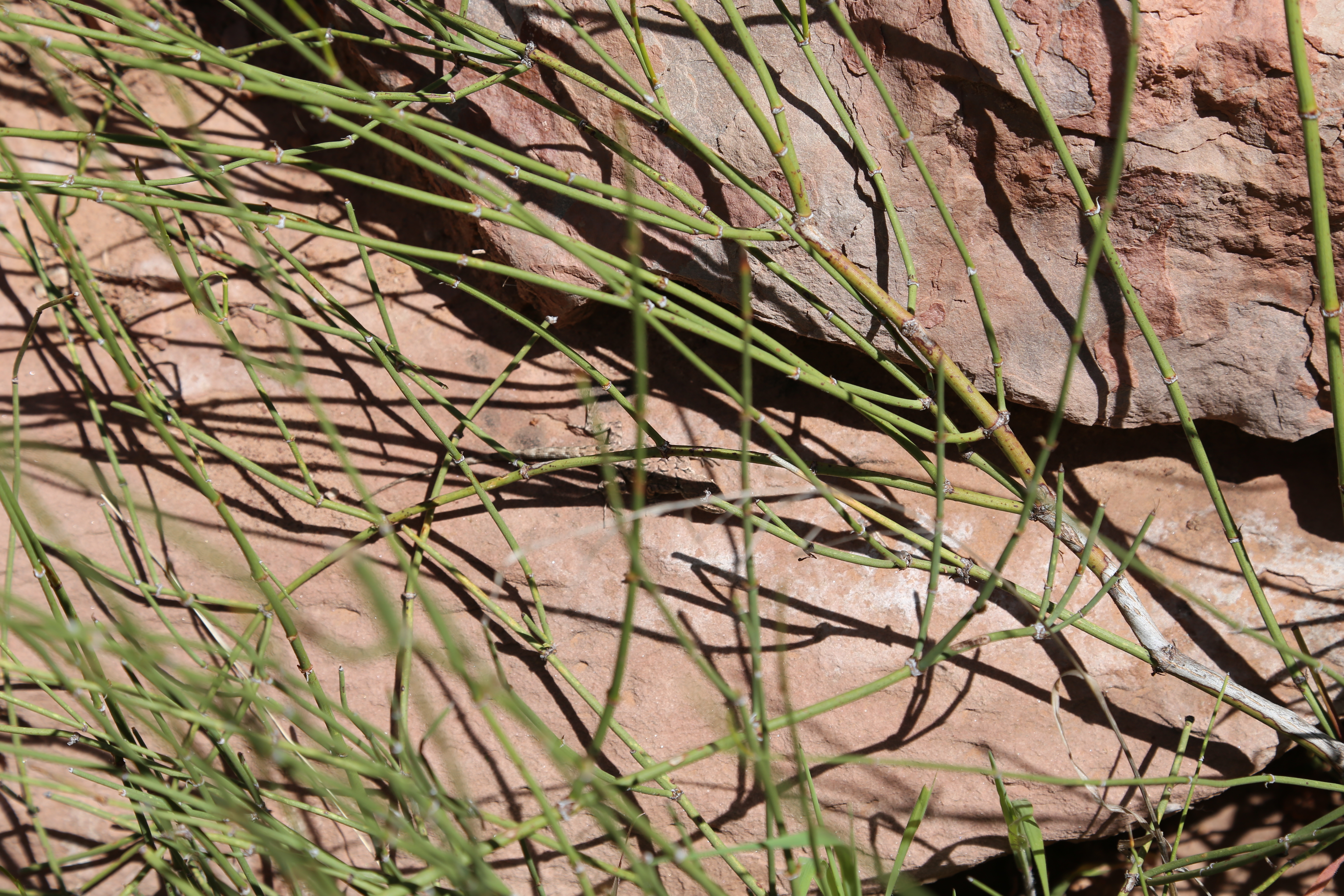 2015 Spring Break - Moab - Morning Glory Bridge (Negro Bill Canyon Trail)