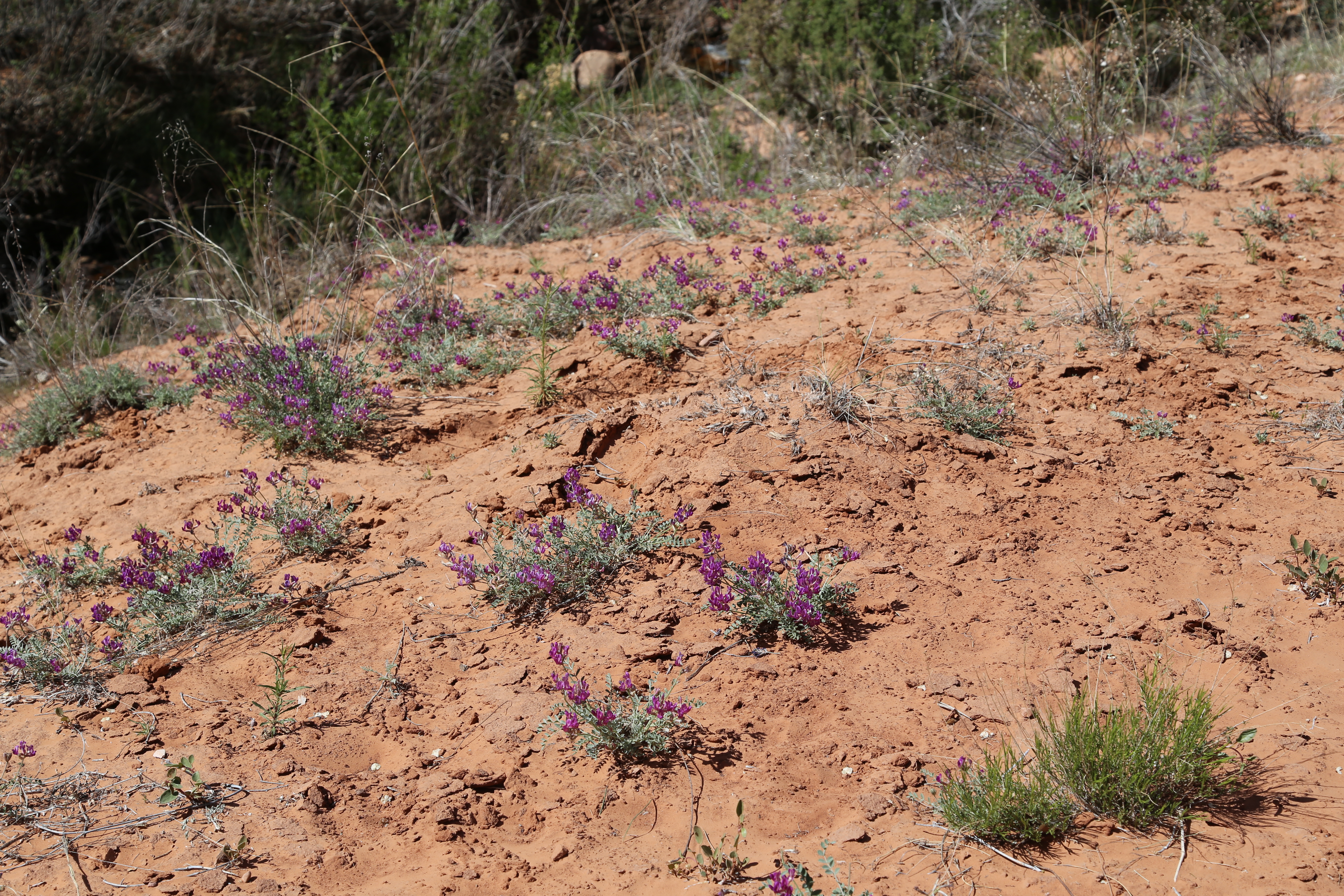 2015 Spring Break - Moab - Morning Glory Bridge (Negro Bill Canyon Trail)