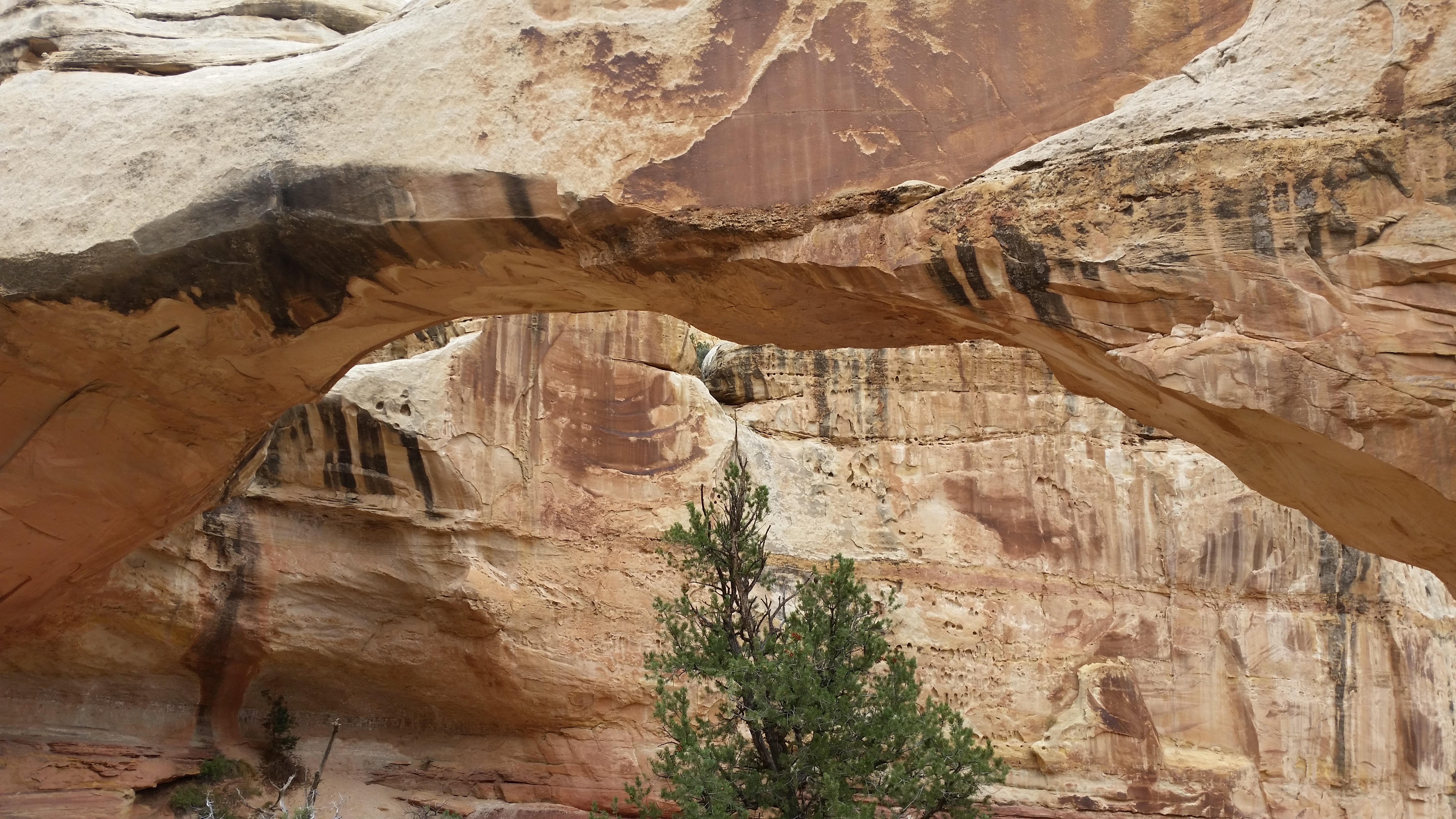 2015 Fall Break - Day 3 - Capitol Reef National Park (Gifford House Pies, Hickman Bridge Arch, Snakes Alive!, Picking Apples in the Fruita Pioneer Orchards, Goosenecks Overlook, Panorama Point), Eating Rattlesnakes at Cafe Diablo (Torrey, Utah)