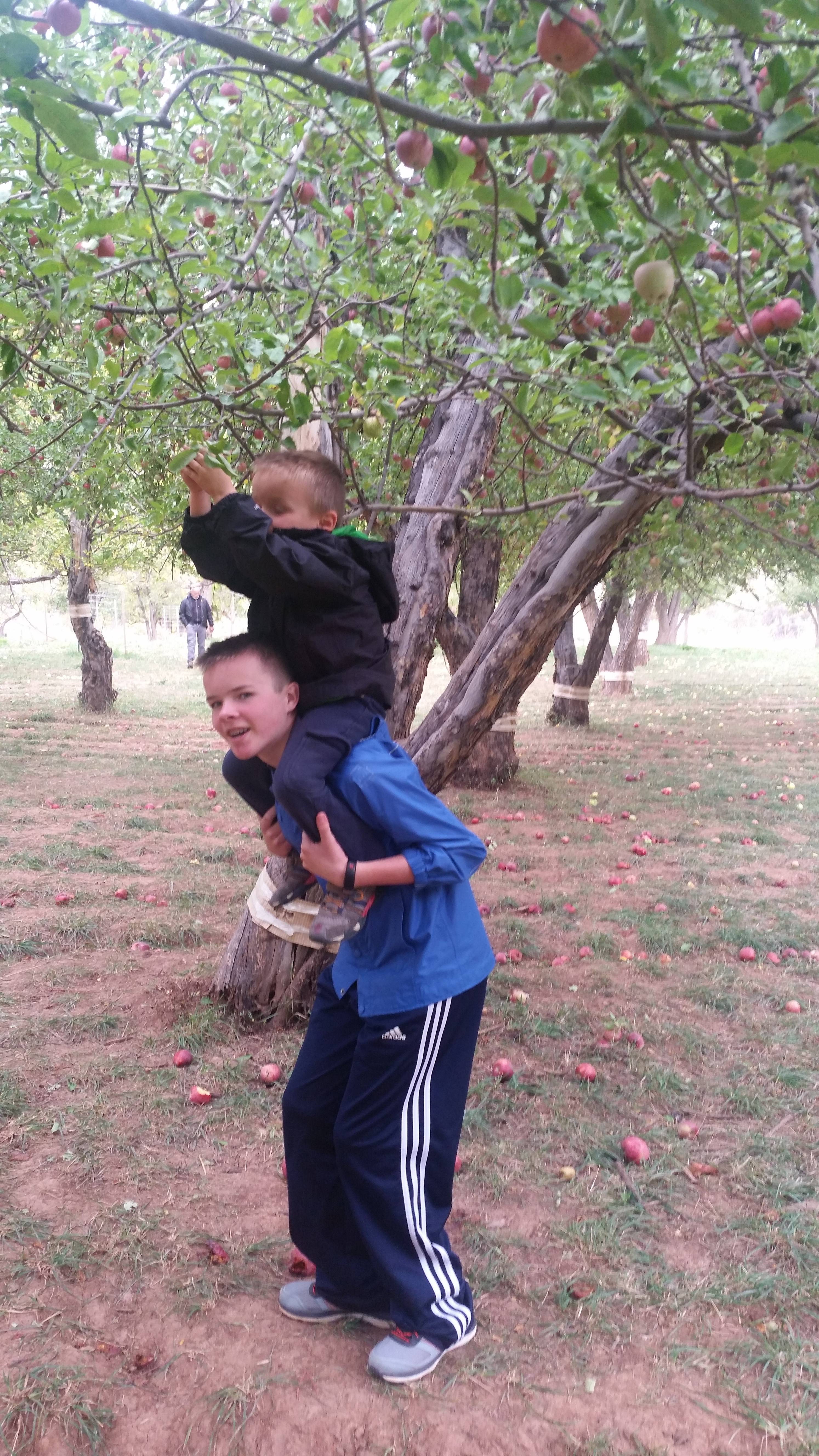 2015 Fall Break - Day 3 - Capitol Reef National Park (Gifford House Pies, Hickman Bridge Arch, Snakes Alive!, Picking Apples in the Fruita Pioneer Orchards, Goosenecks Overlook, Panorama Point), Eating Rattlesnakes at Cafe Diablo (Torrey, Utah)