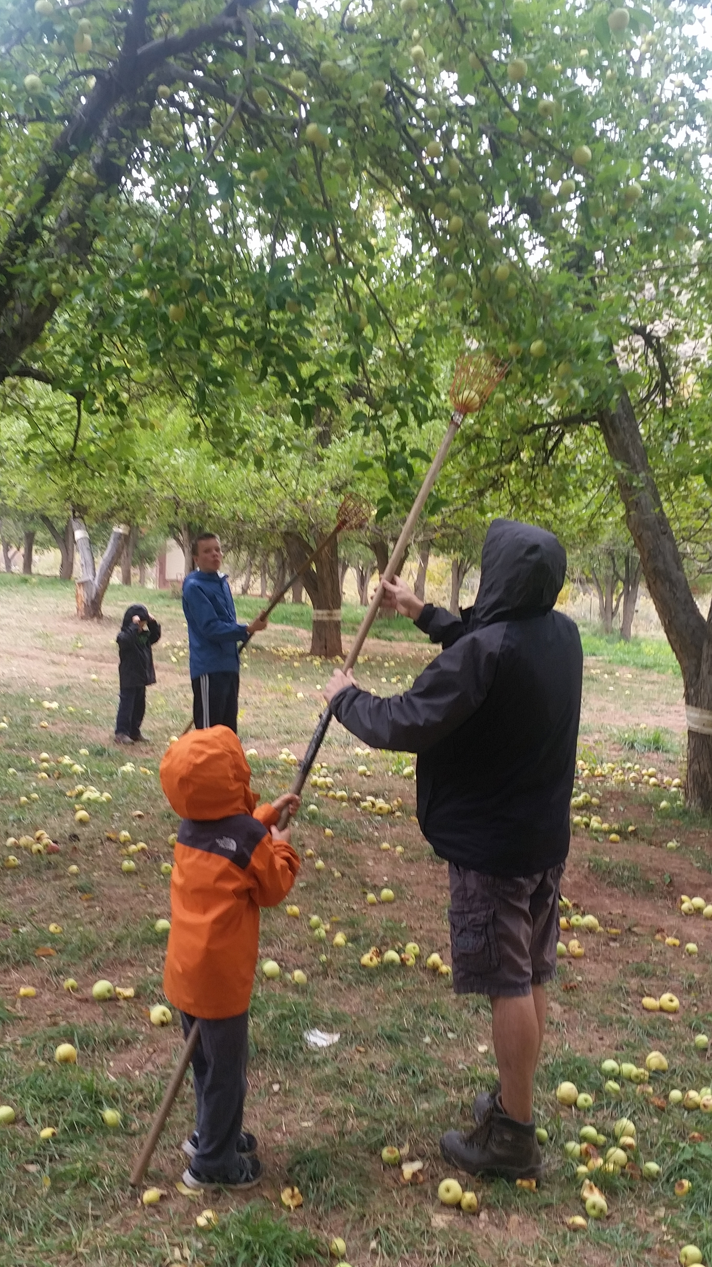 2015 Fall Break - Day 3 - Capitol Reef National Park (Gifford House Pies, Hickman Bridge Arch, Snakes Alive!, Picking Apples in the Fruita Pioneer Orchards, Goosenecks Overlook, Panorama Point), Eating Rattlesnakes at Cafe Diablo (Torrey, Utah)