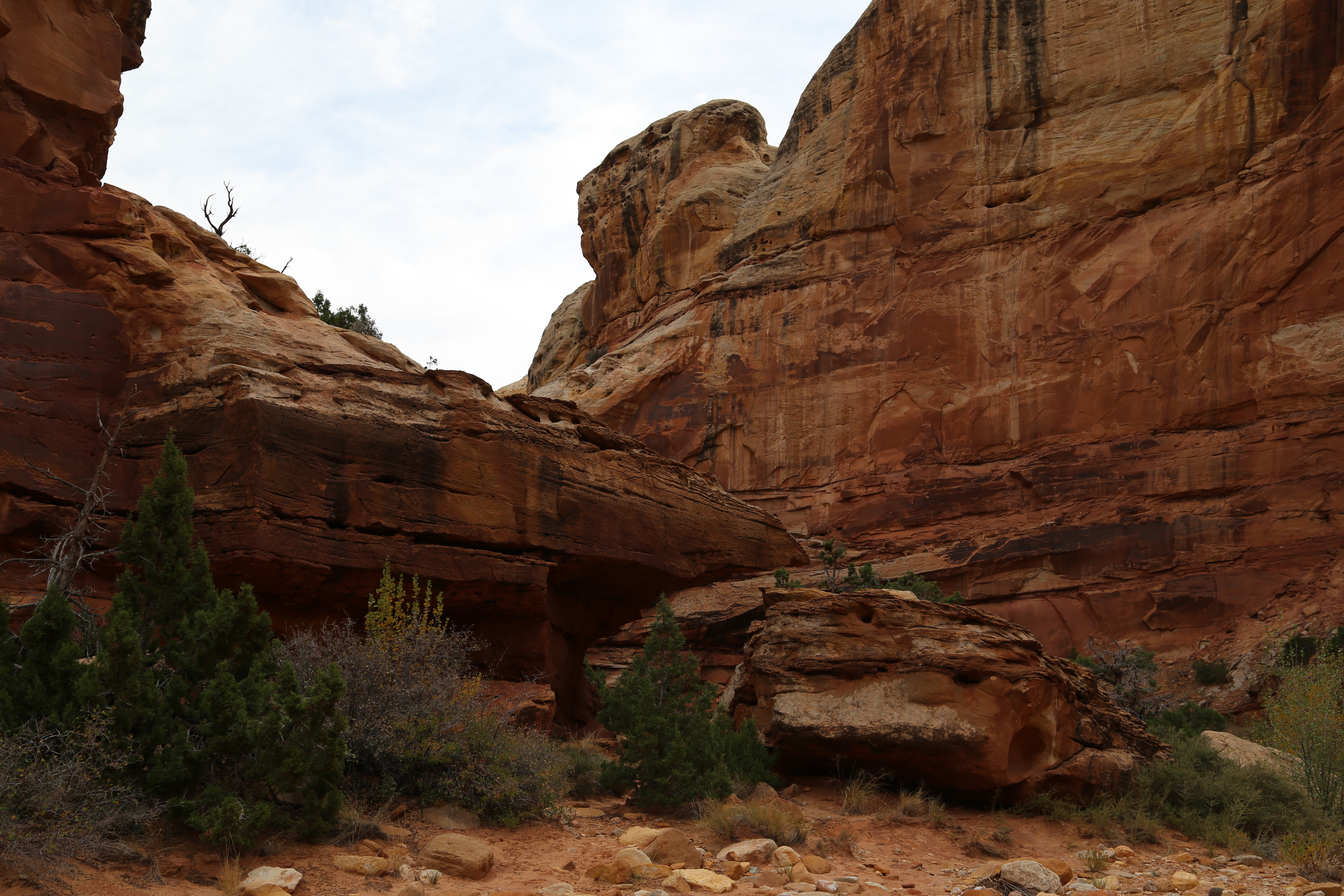 2015 Fall Break - Day 2 - Capitol Reef National Park (Grand Wash Narrows, Capitol Gorge (Petroglyphs, Narrows, Pioneer Register), Waterpocket Fold Drive (Notom-Bullfrog Road, Burr Trail Road), Hell's Backbone Grill (Boulder, Utah))