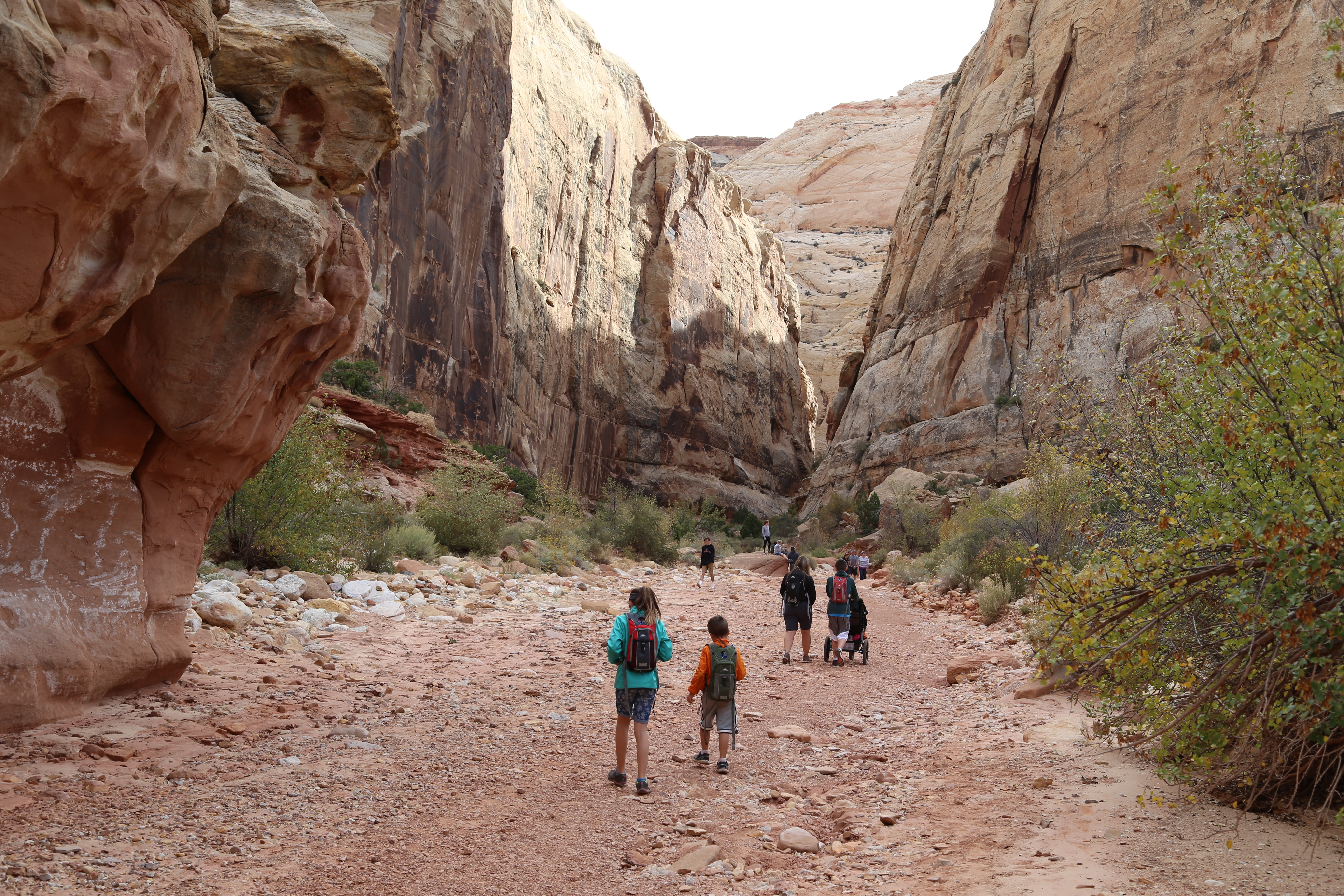 2015 Fall Break - Day 2 - Capitol Reef National Park (Grand Wash Narrows, Capitol Gorge (Petroglyphs, Narrows, Pioneer Register), Waterpocket Fold Drive (Notom-Bullfrog Road, Burr Trail Road), Hell's Backbone Grill (Boulder, Utah))