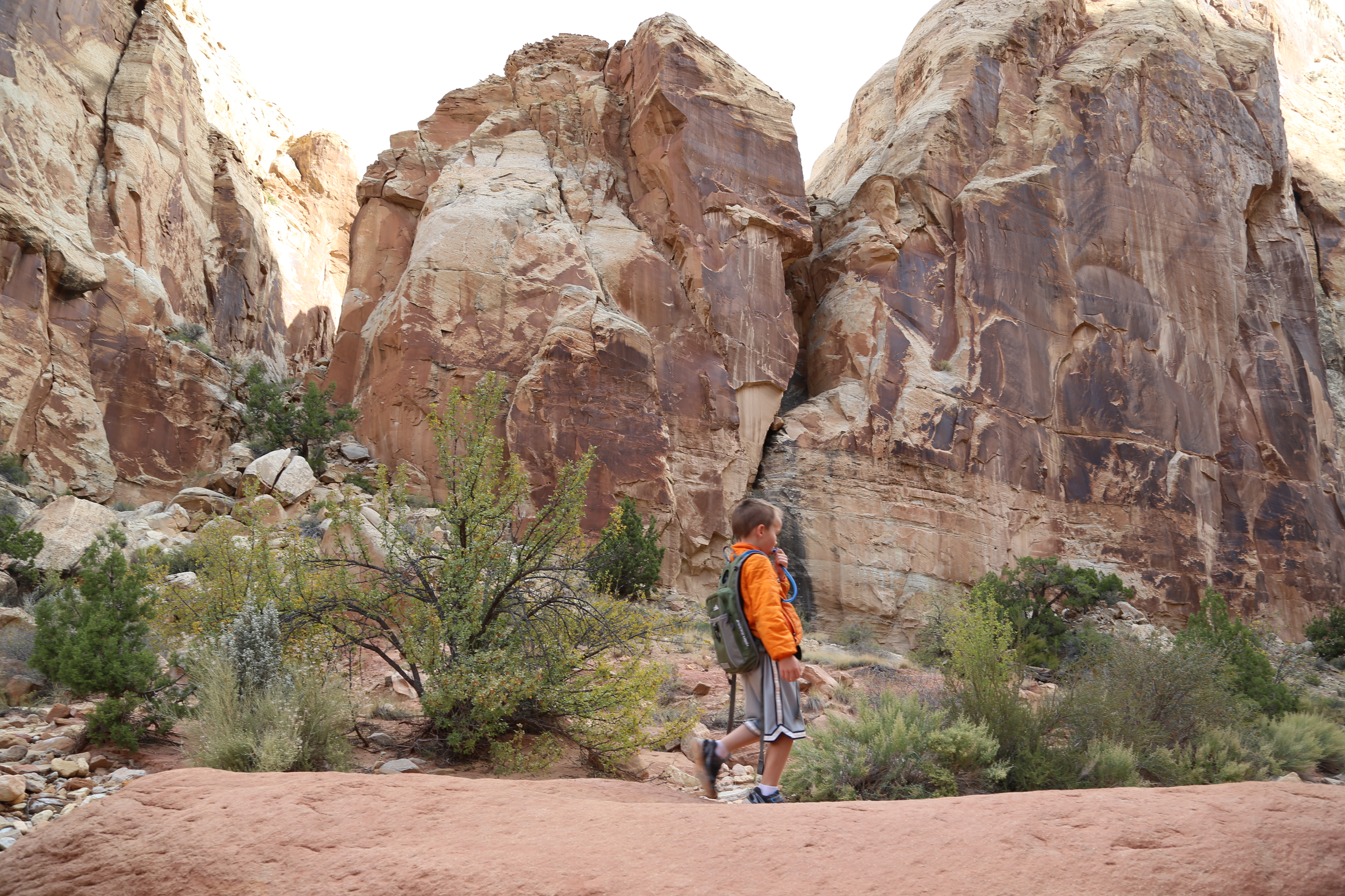 2015 Fall Break - Day 2 - Capitol Reef National Park (Grand Wash Narrows, Capitol Gorge (Petroglyphs, Narrows, Pioneer Register), Waterpocket Fold Drive (Notom-Bullfrog Road, Burr Trail Road), Hell's Backbone Grill (Boulder, Utah))