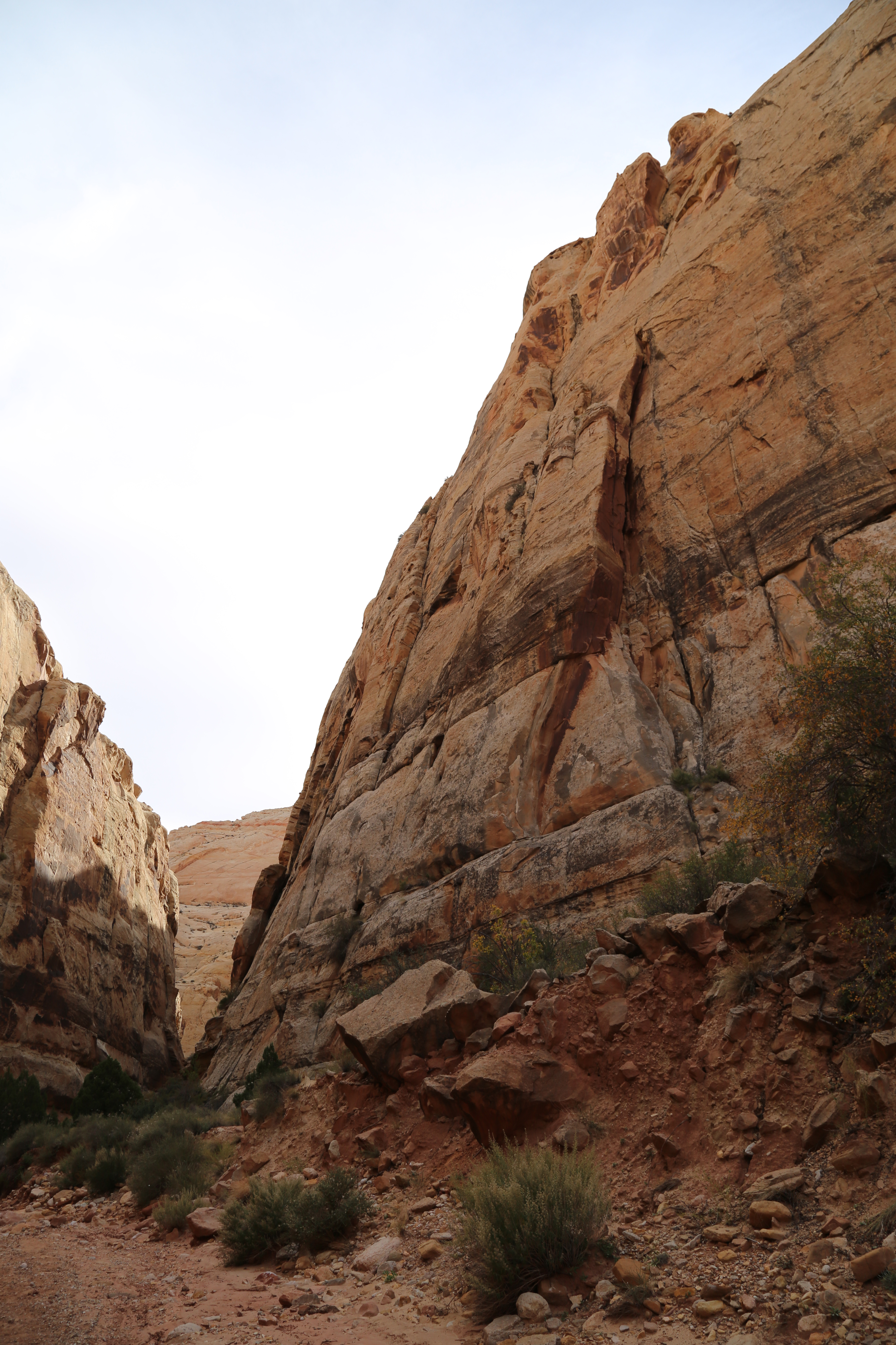 2015 Fall Break - Day 2 - Capitol Reef National Park (Grand Wash Narrows, Capitol Gorge (Petroglyphs, Narrows, Pioneer Register), Waterpocket Fold Drive (Notom-Bullfrog Road, Burr Trail Road), Hell's Backbone Grill (Boulder, Utah))