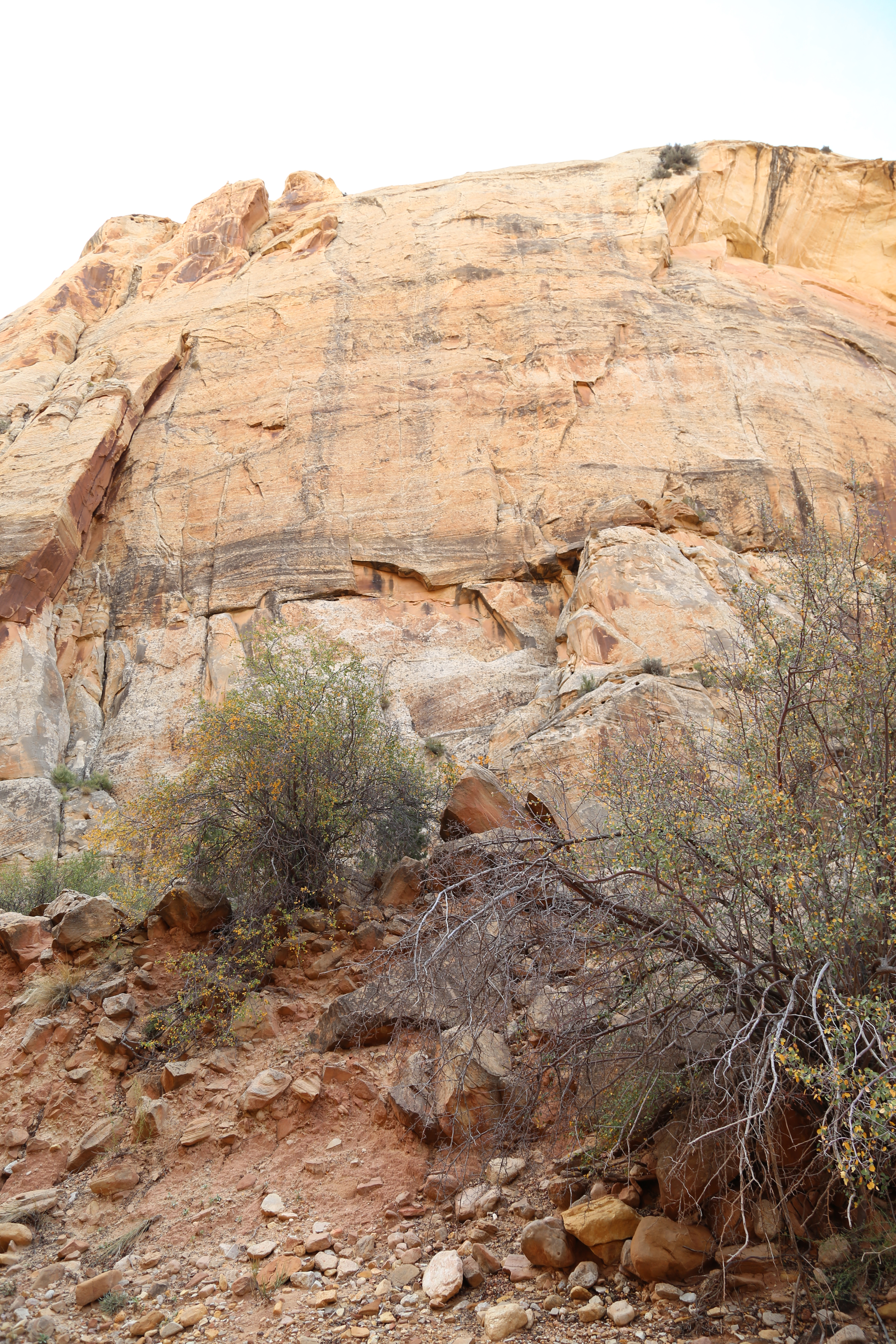 2015 Fall Break - Day 2 - Capitol Reef National Park (Grand Wash Narrows, Capitol Gorge (Petroglyphs, Narrows, Pioneer Register), Waterpocket Fold Drive (Notom-Bullfrog Road, Burr Trail Road), Hell's Backbone Grill (Boulder, Utah))