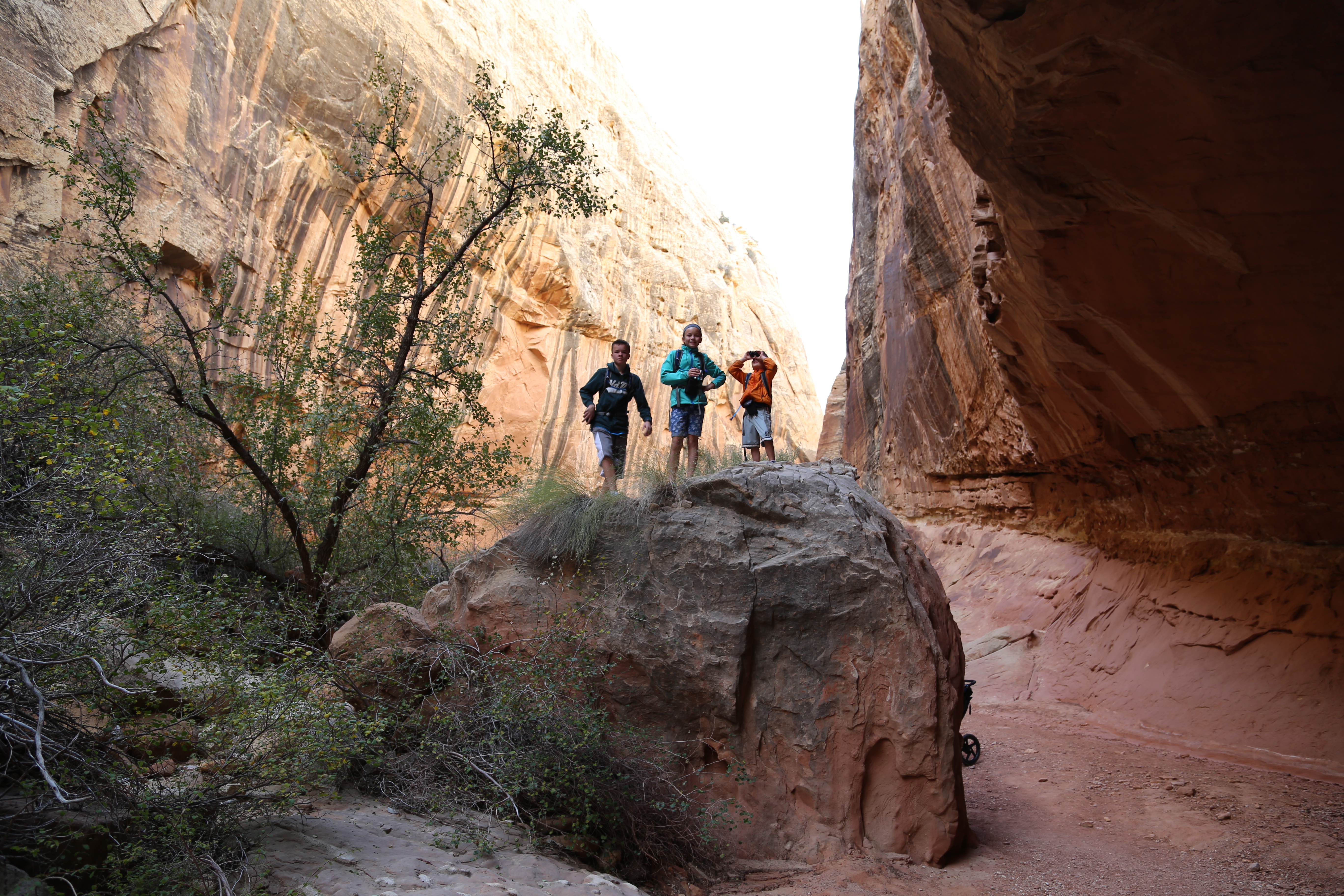 2015 Fall Break - Day 2 - Capitol Reef National Park (Grand Wash Narrows, Capitol Gorge (Petroglyphs, Narrows, Pioneer Register), Waterpocket Fold Drive (Notom-Bullfrog Road, Burr Trail Road), Hell's Backbone Grill (Boulder, Utah))