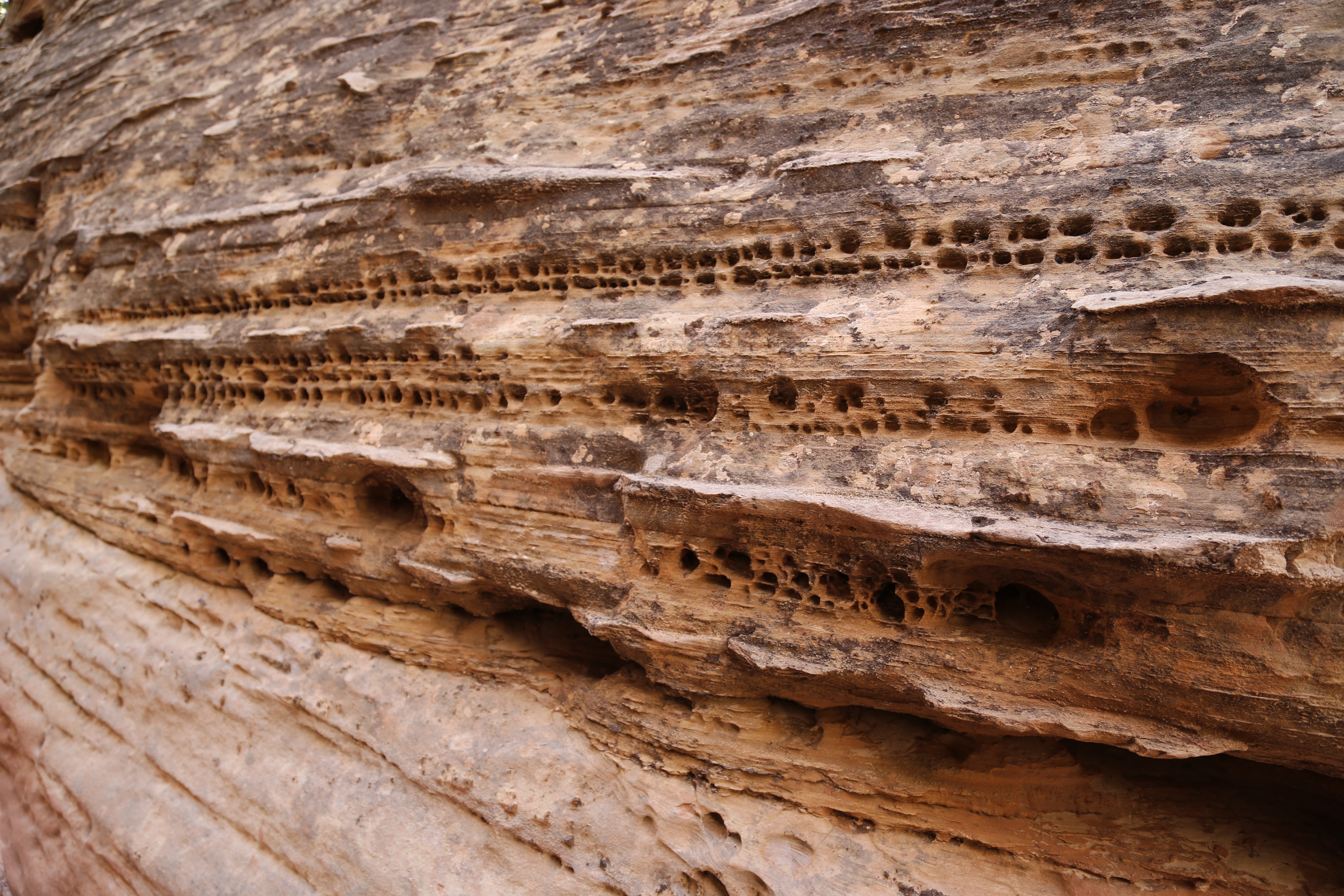 2015 Fall Break - Day 2 - Capitol Reef National Park (Grand Wash Narrows, Capitol Gorge (Petroglyphs, Narrows, Pioneer Register), Waterpocket Fold Drive (Notom-Bullfrog Road, Burr Trail Road), Hell's Backbone Grill (Boulder, Utah))