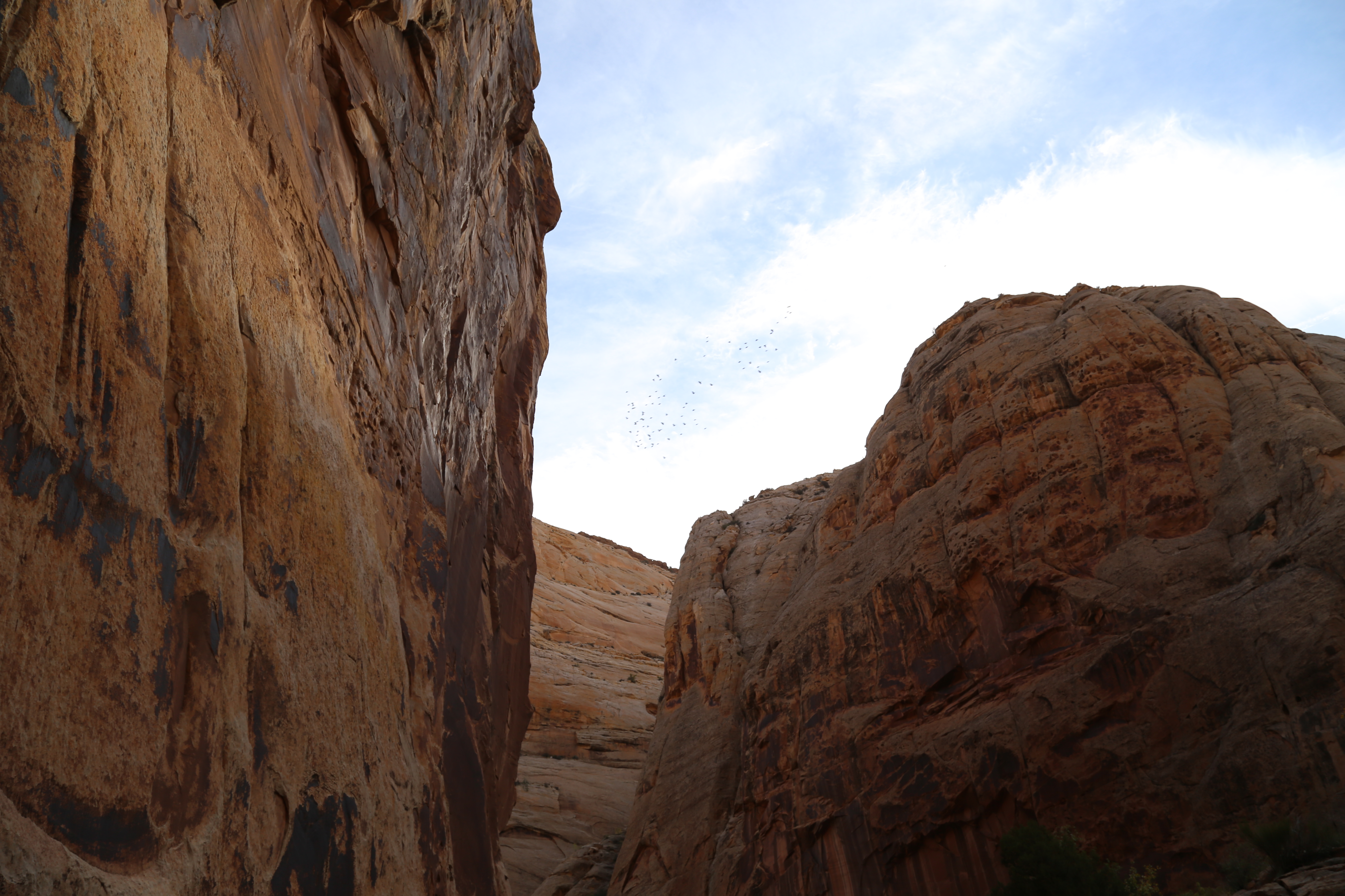 2015 Fall Break - Day 2 - Capitol Reef National Park (Grand Wash Narrows, Capitol Gorge (Petroglyphs, Narrows, Pioneer Register), Waterpocket Fold Drive (Notom-Bullfrog Road, Burr Trail Road), Hell's Backbone Grill (Boulder, Utah))