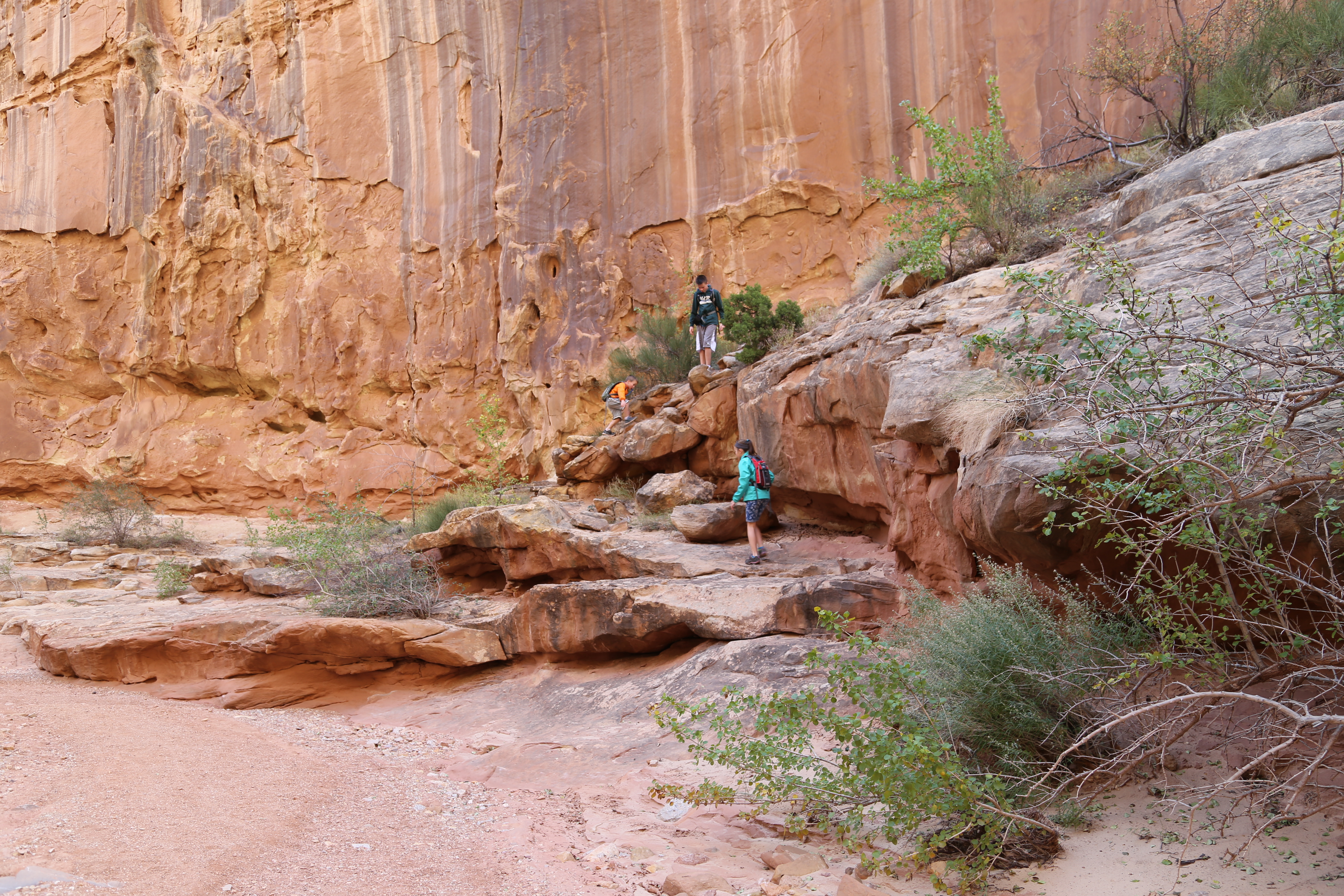 2015 Fall Break - Day 2 - Capitol Reef National Park (Grand Wash Narrows, Capitol Gorge (Petroglyphs, Narrows, Pioneer Register), Waterpocket Fold Drive (Notom-Bullfrog Road, Burr Trail Road), Hell's Backbone Grill (Boulder, Utah))